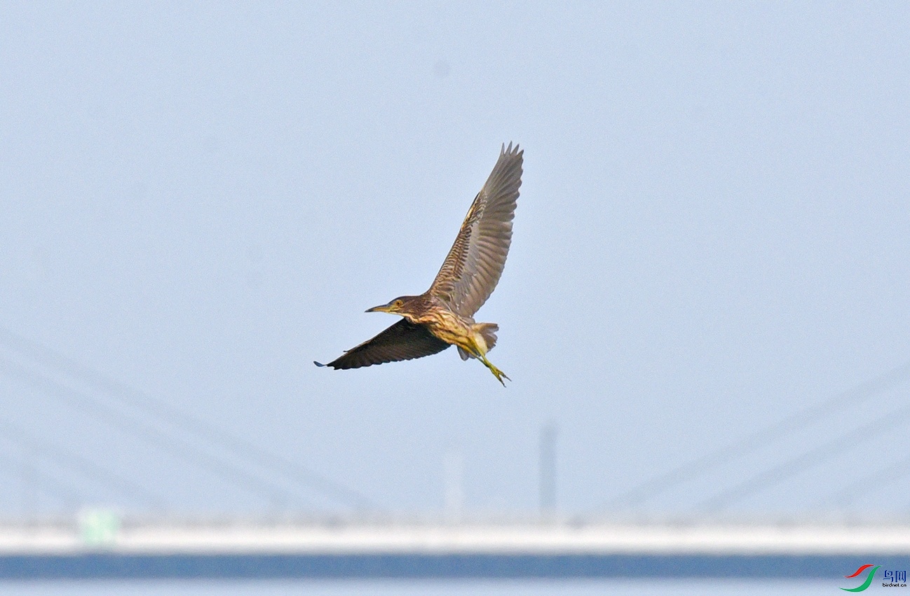 DSC_5321.jpg