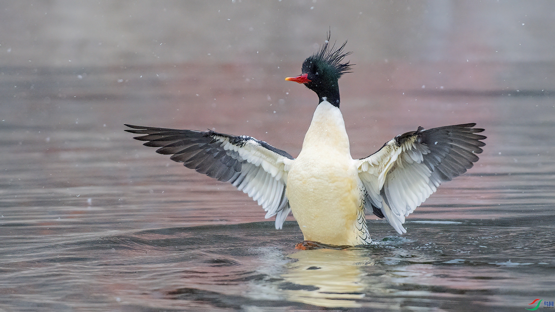 DSC_87mm00.jpg