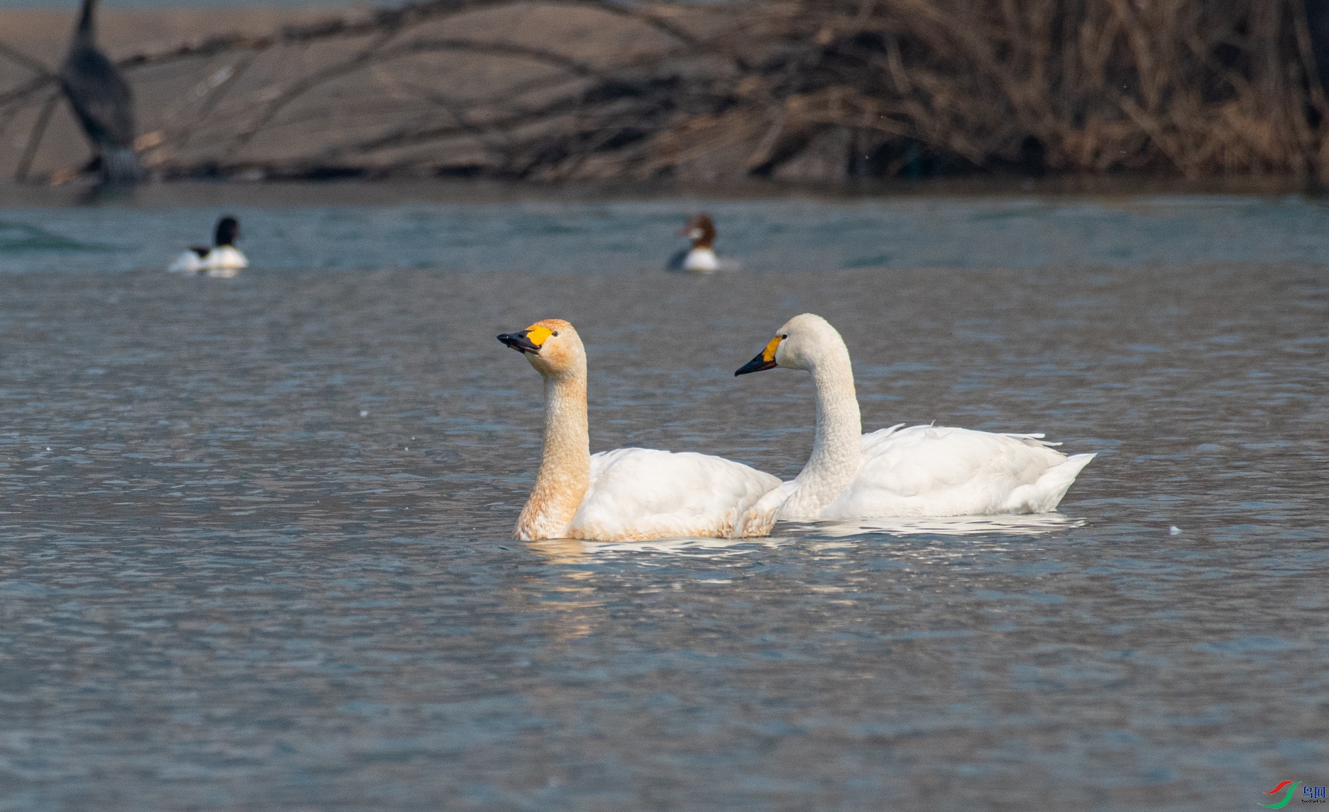 DSC_1065.jpg