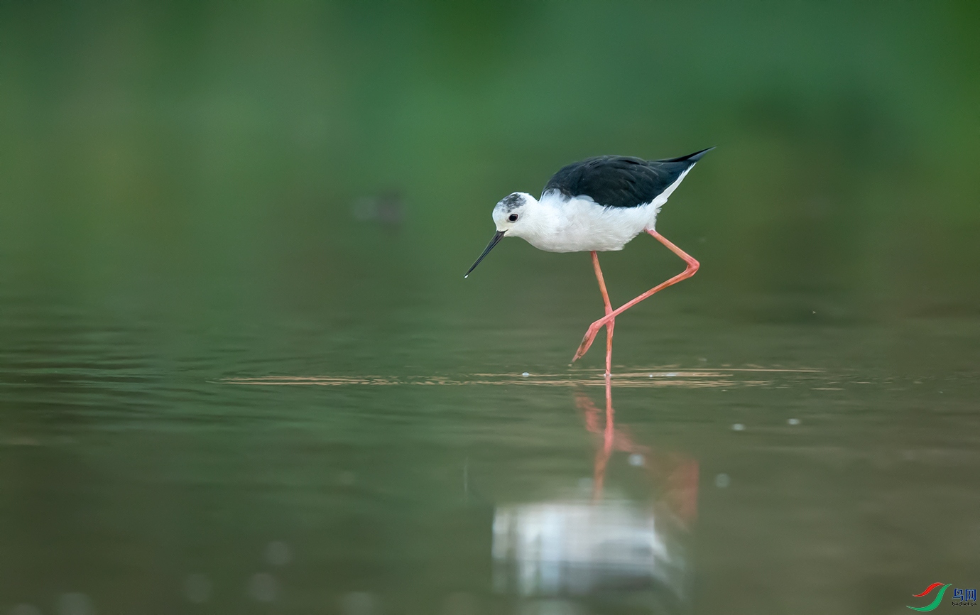 黑翅长脚鹬(助力)2