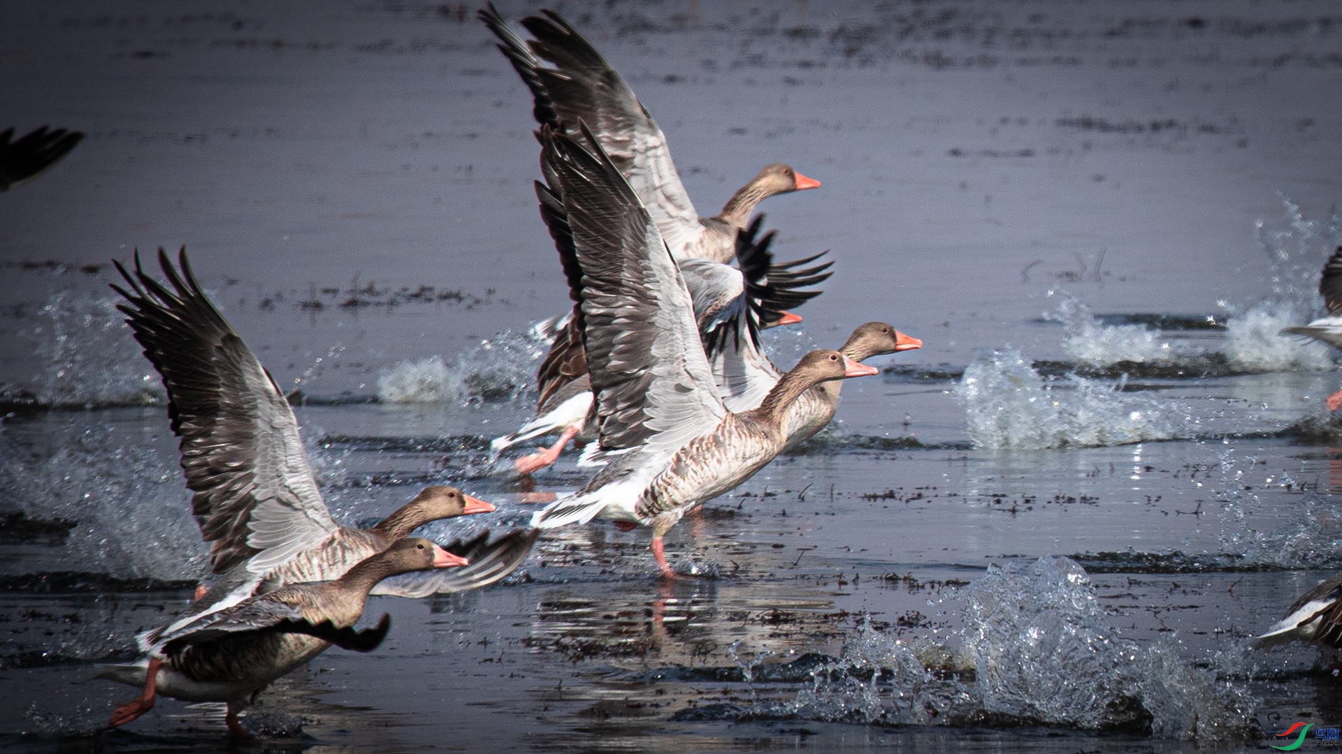 �װ����������ɣ�����
