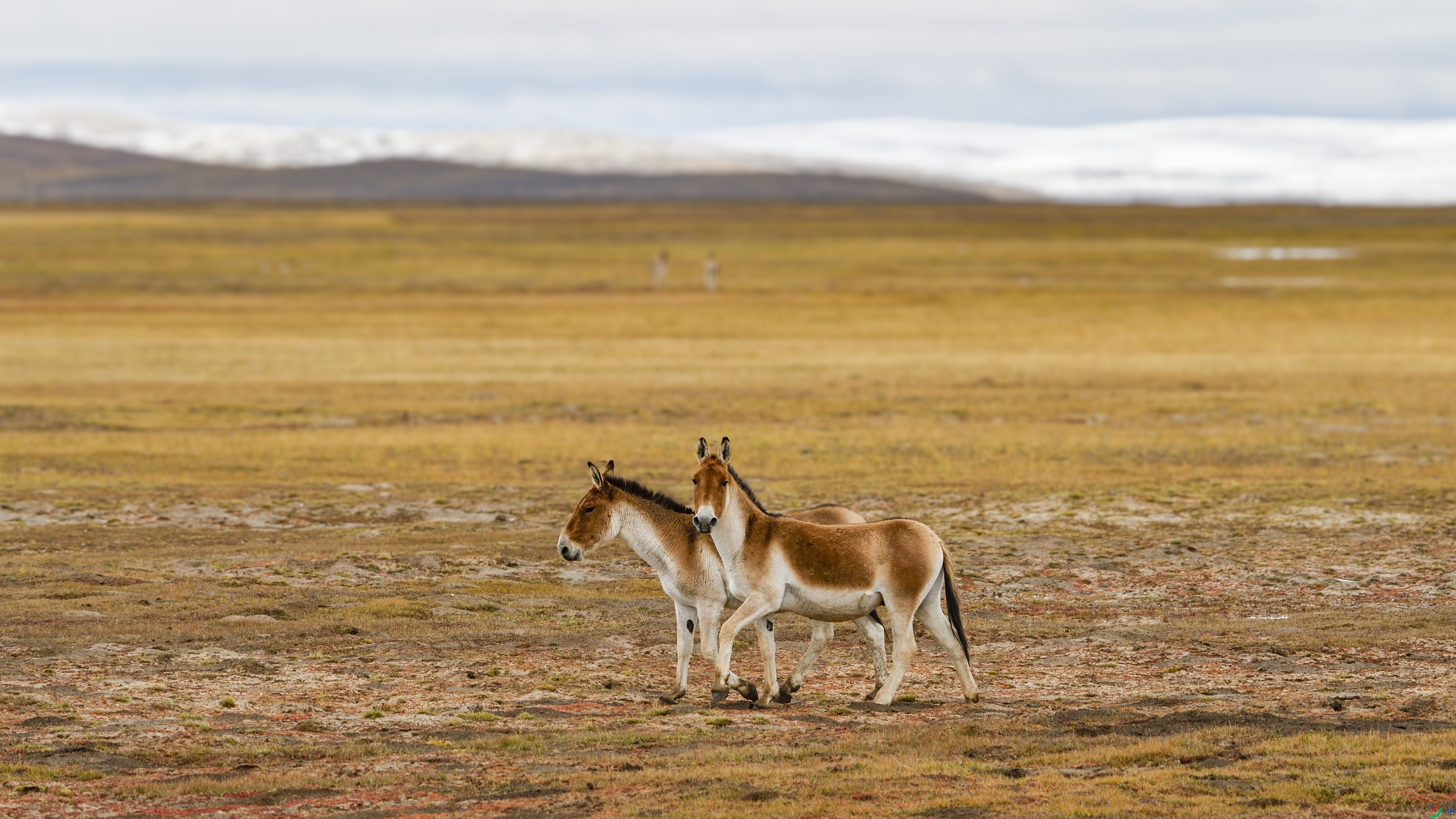 _DSC7743.JPG