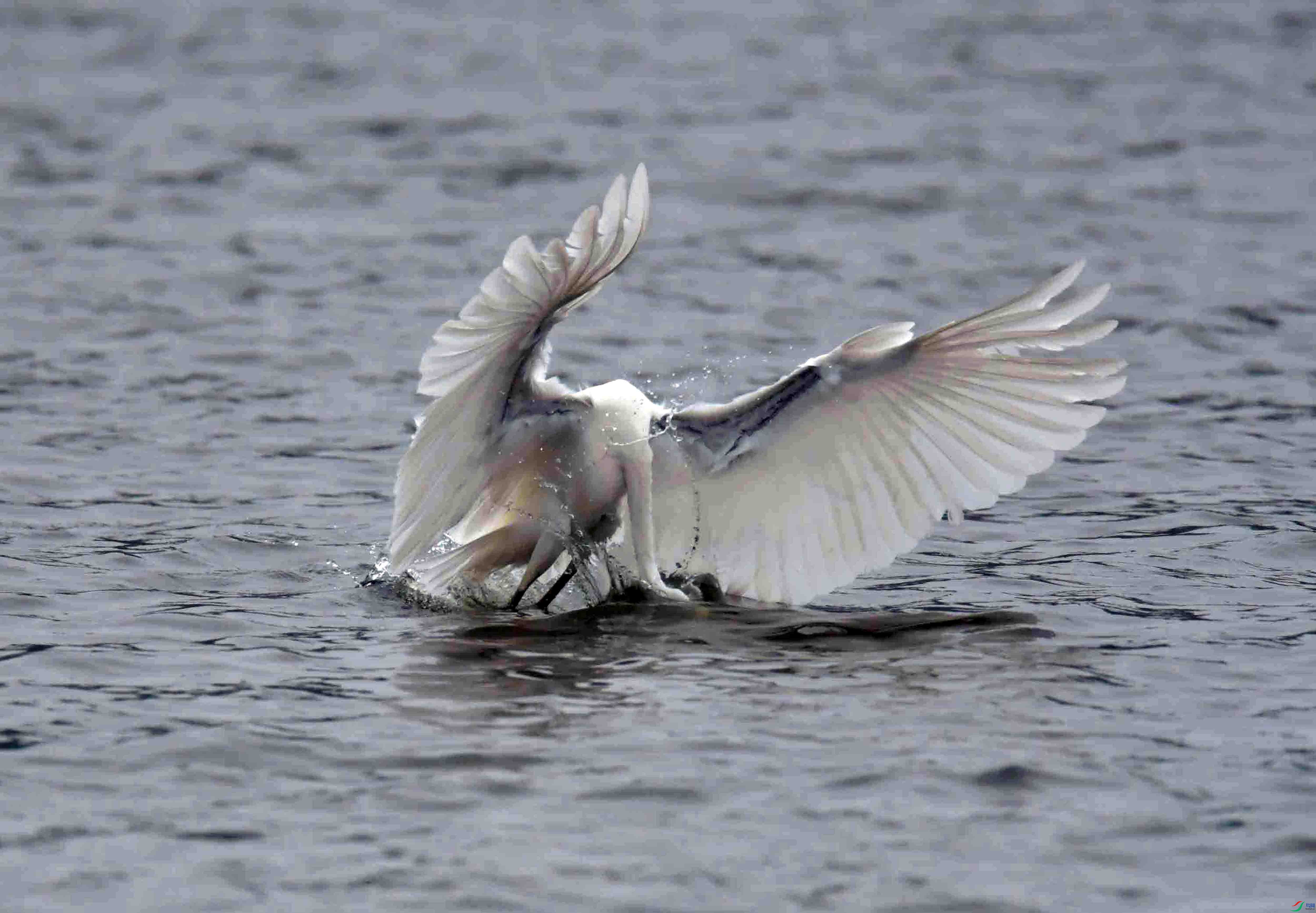 DSC_8935.JPG