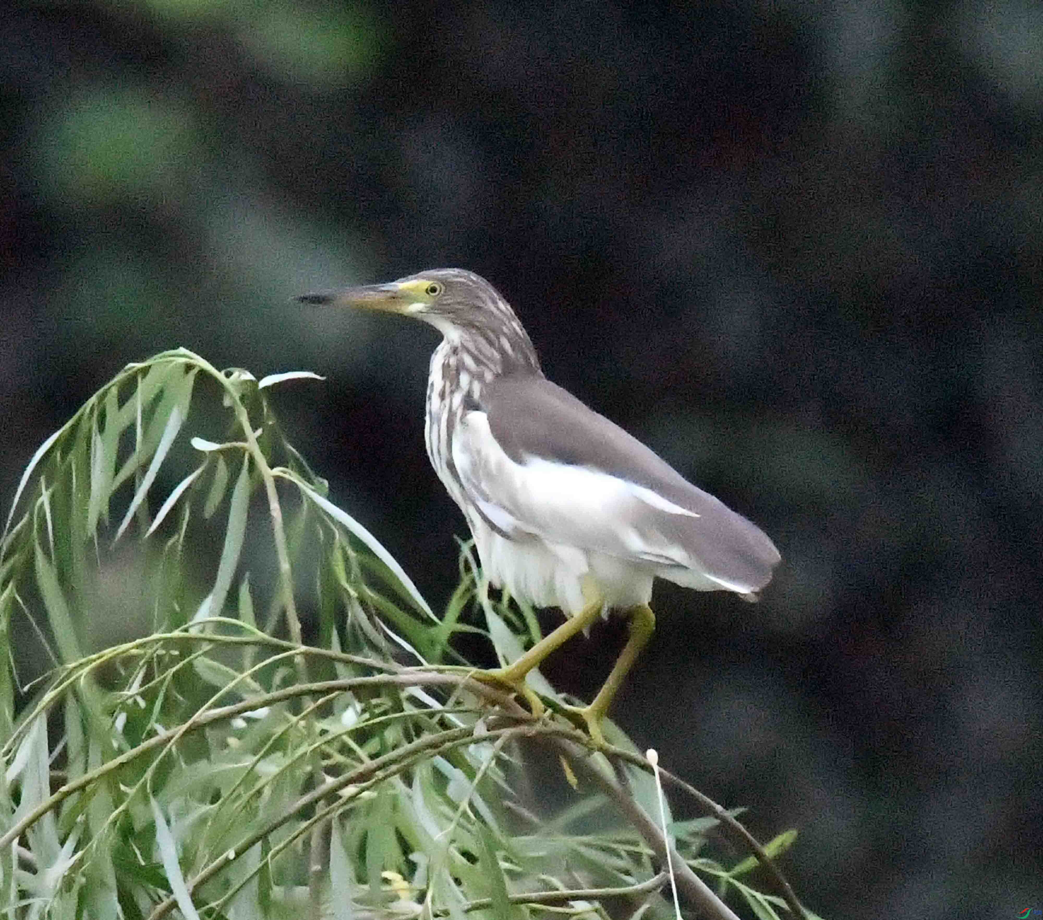 DSC_9321.JPG
