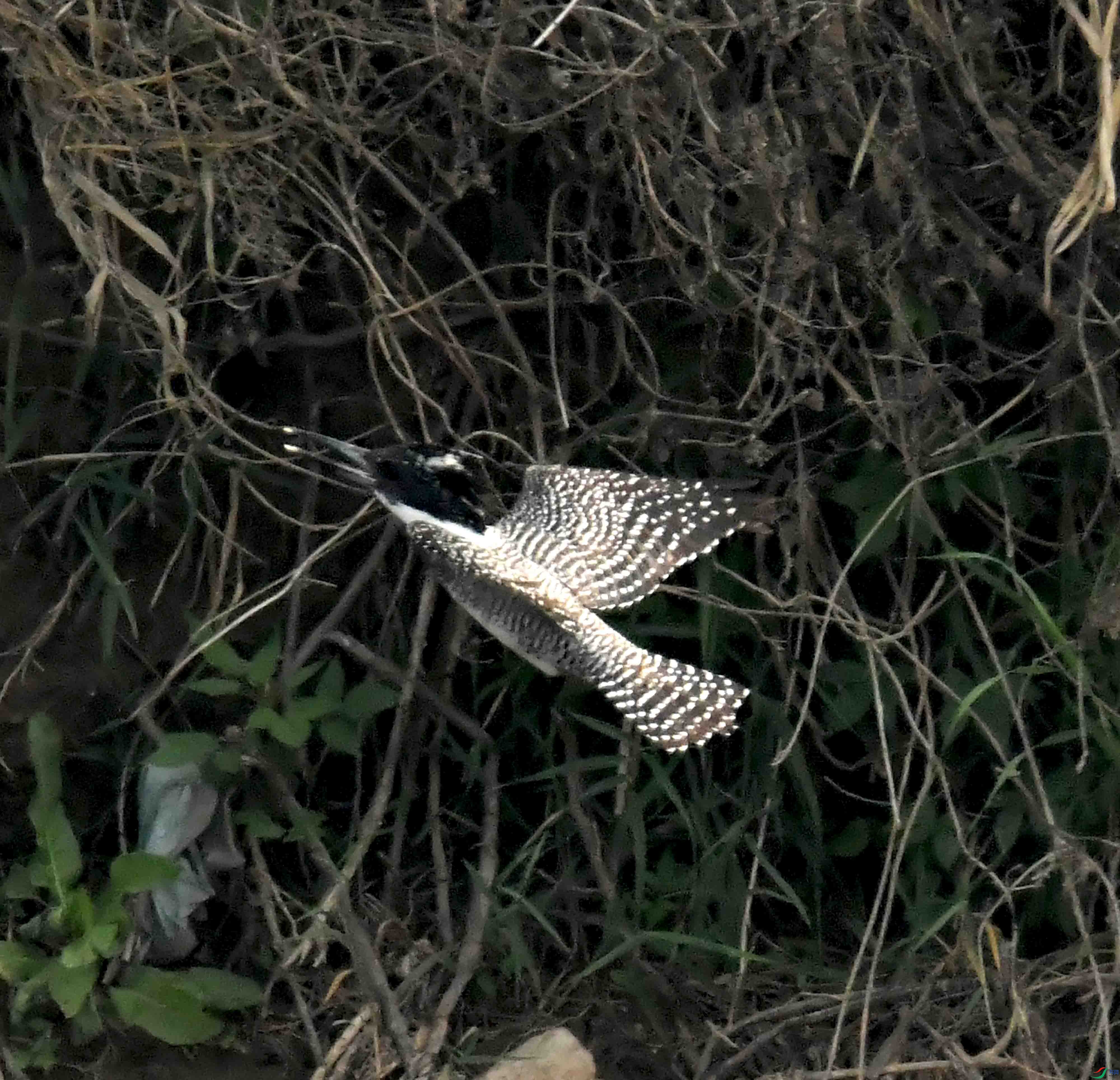 DSC_9438.JPG