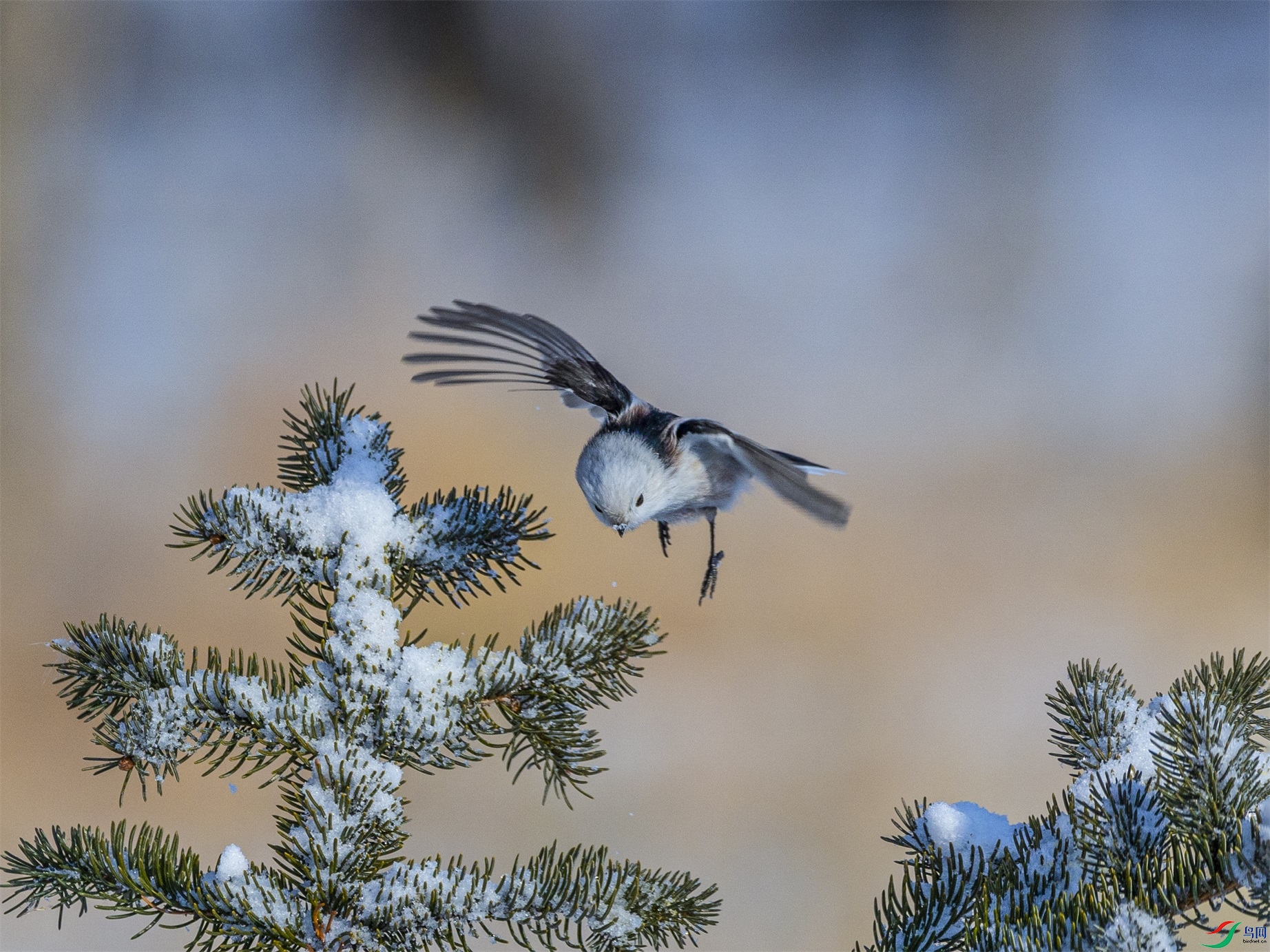 1K3A9322 ����1.jpg