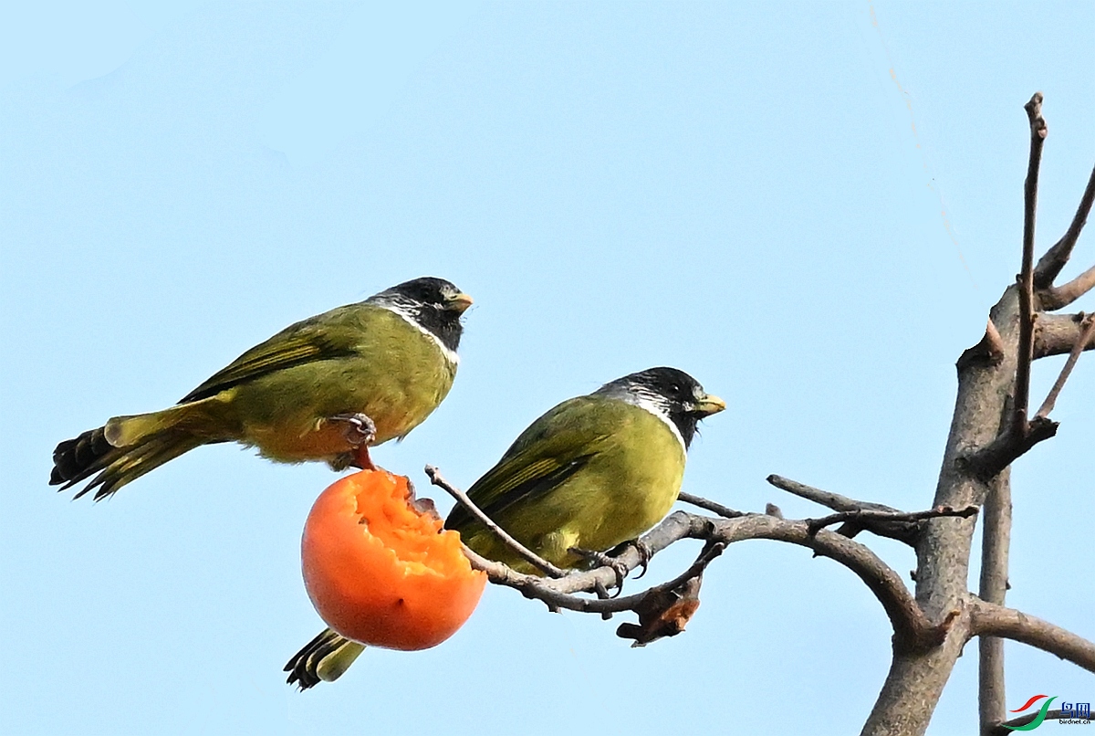 DSC_8542.JPG