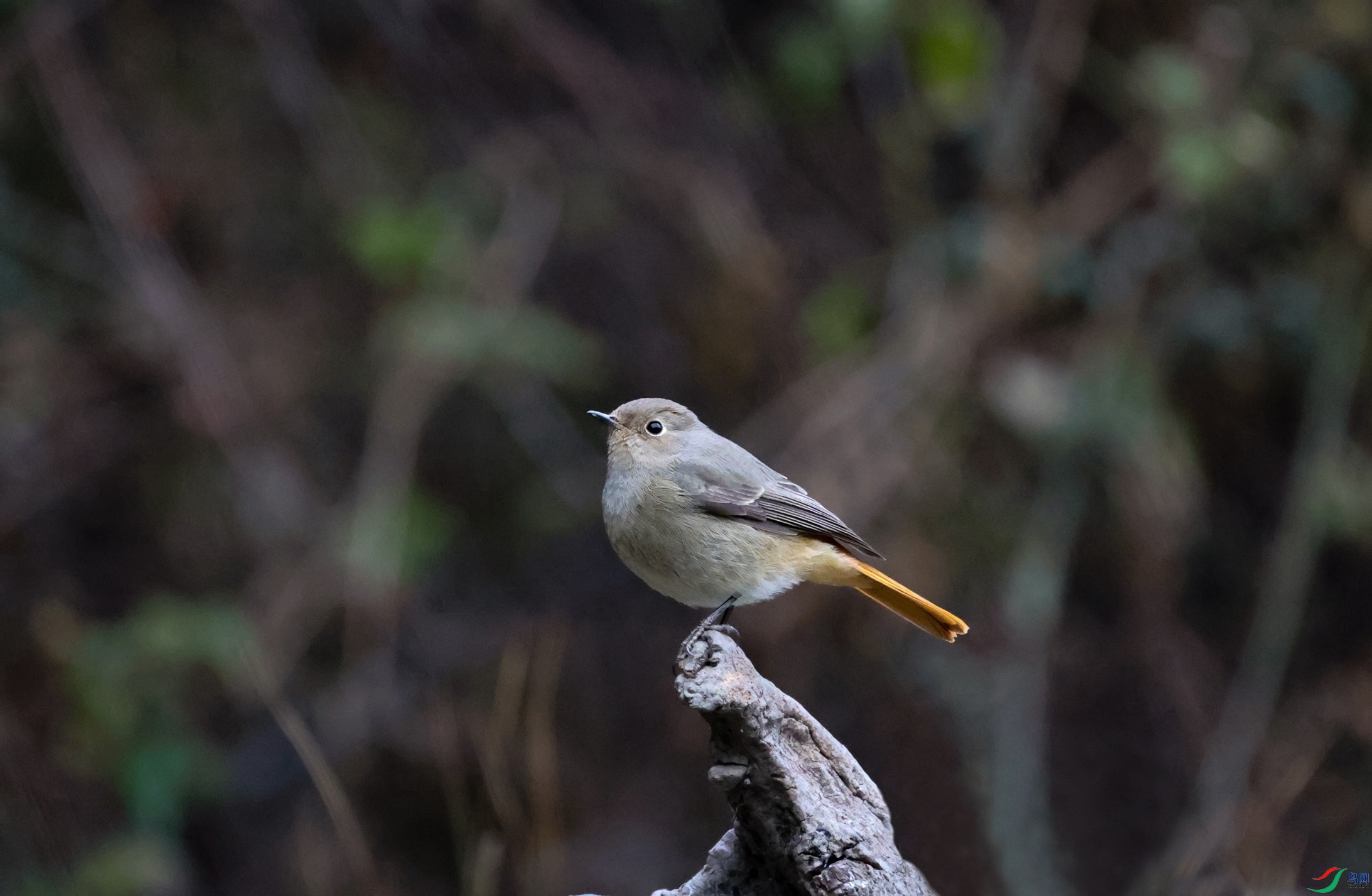 381A9737 - ����.JPG