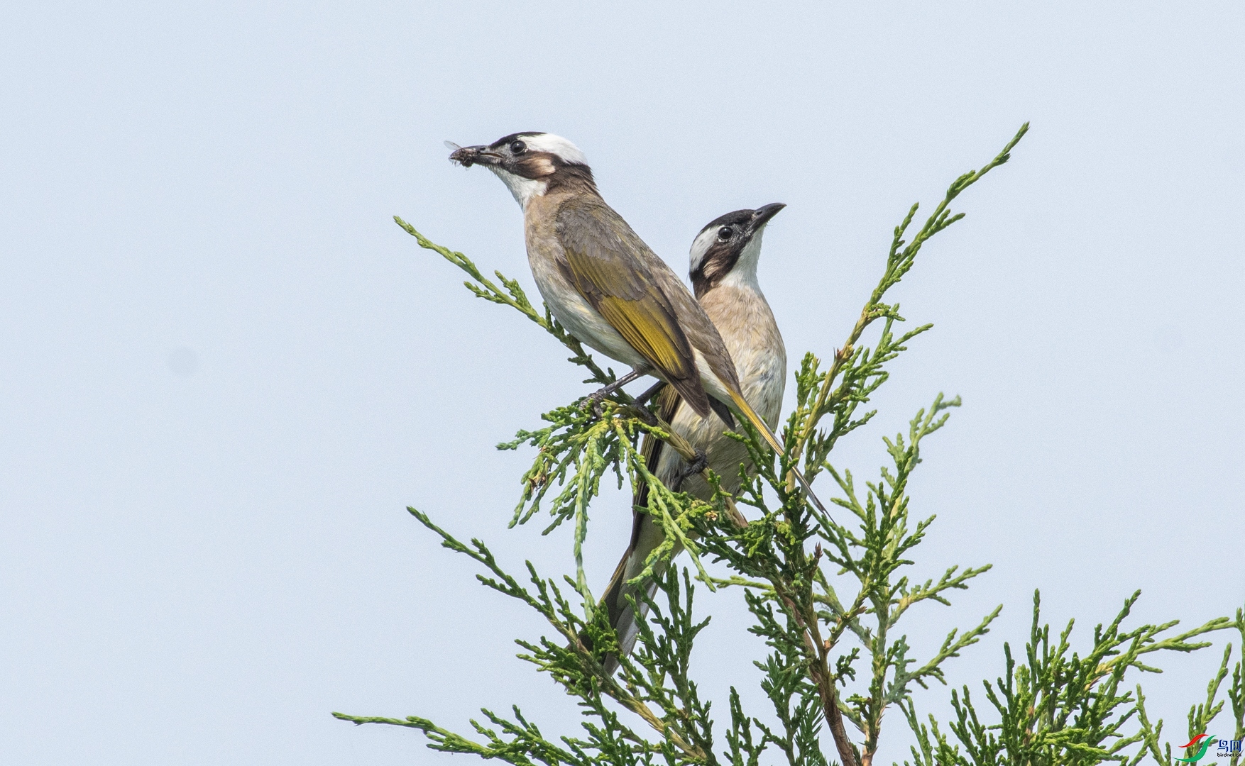 DSC_9331.jpg
