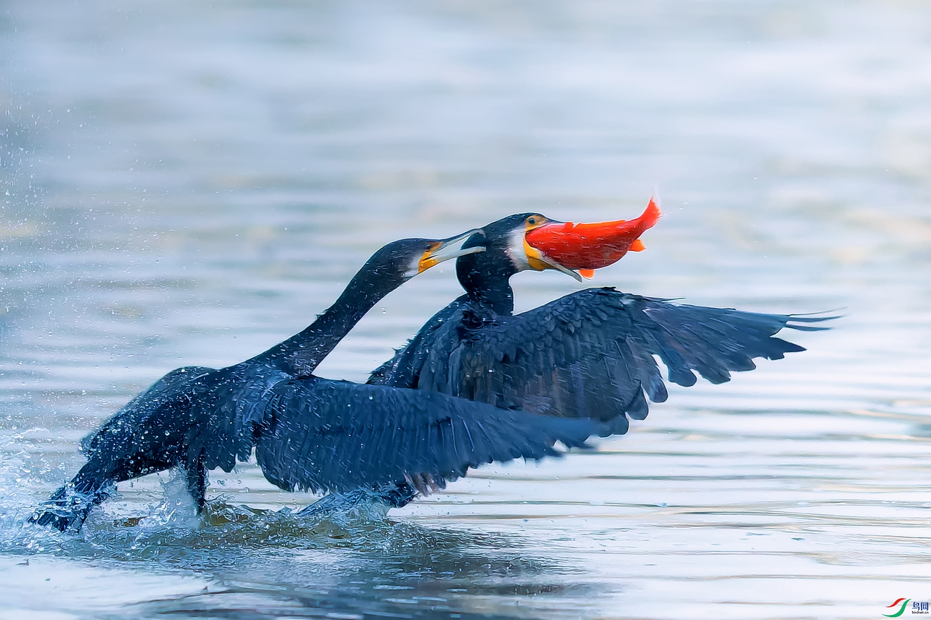 -236 ����.jpg