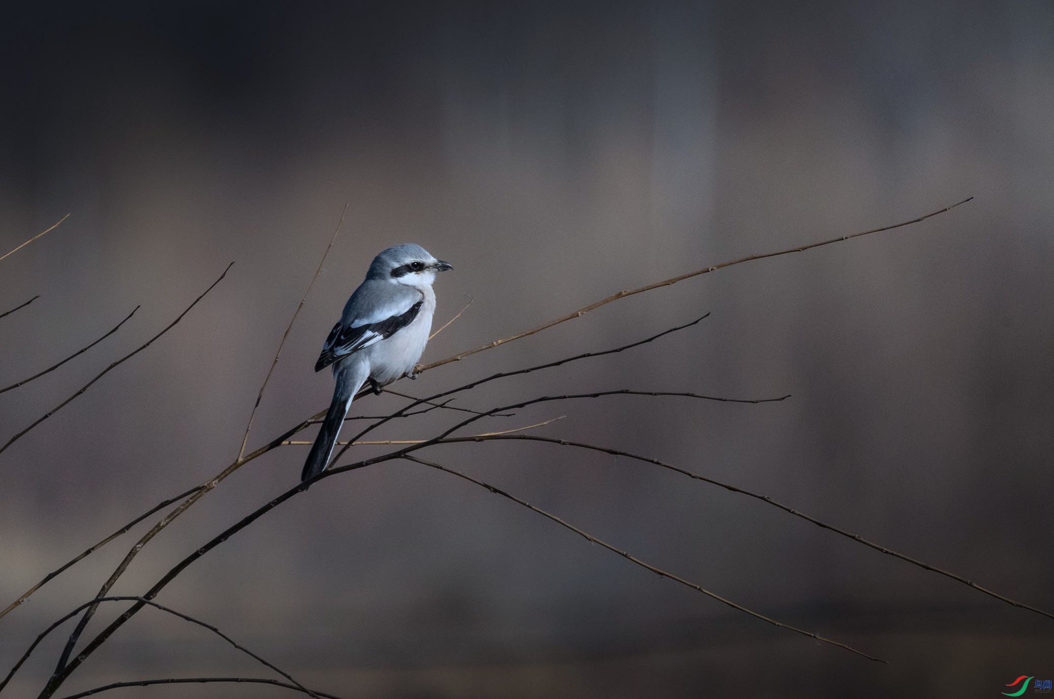 7X5A5756 - ����.JPG