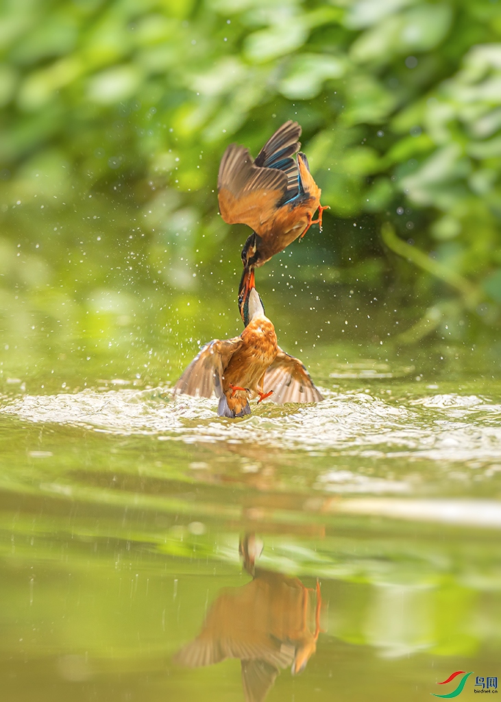 sdwfR 220813 (1293).jpg