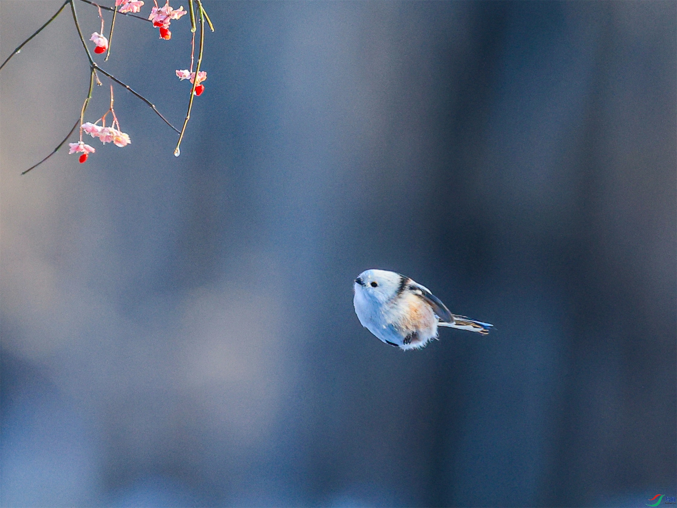 1K3A1921 ����1.jpg