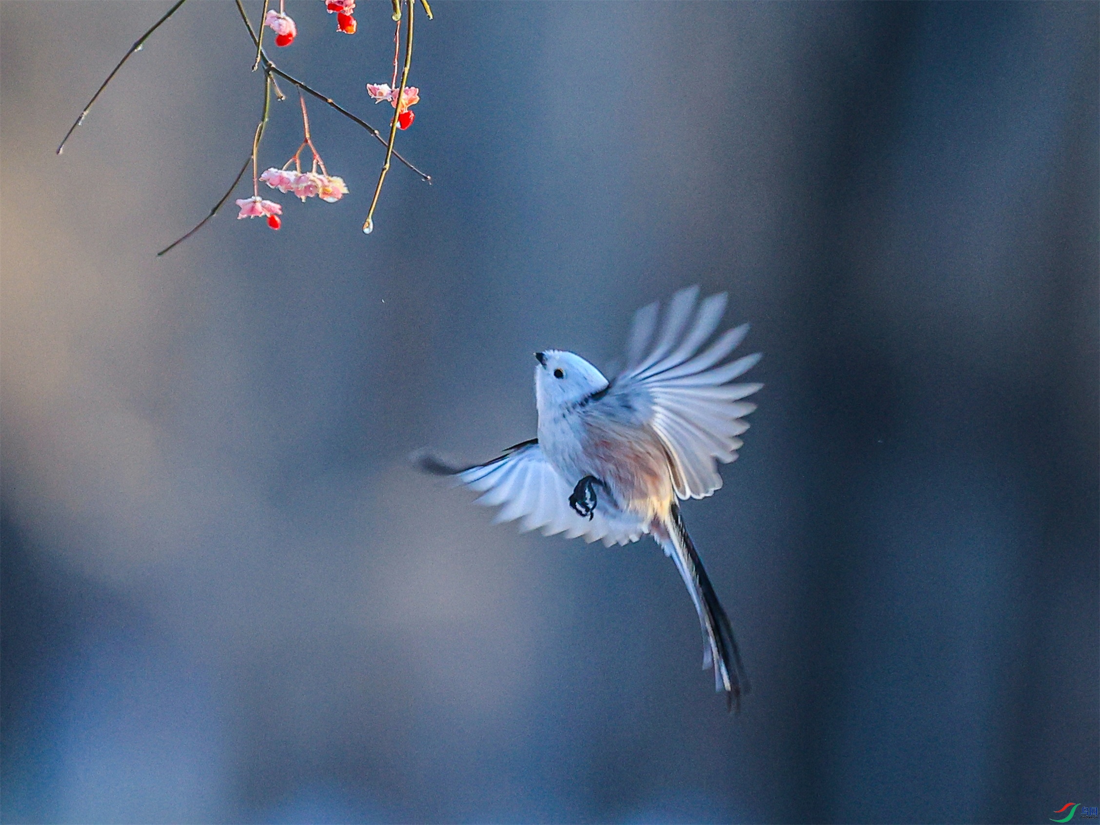 1K3A1924 ����1.jpg