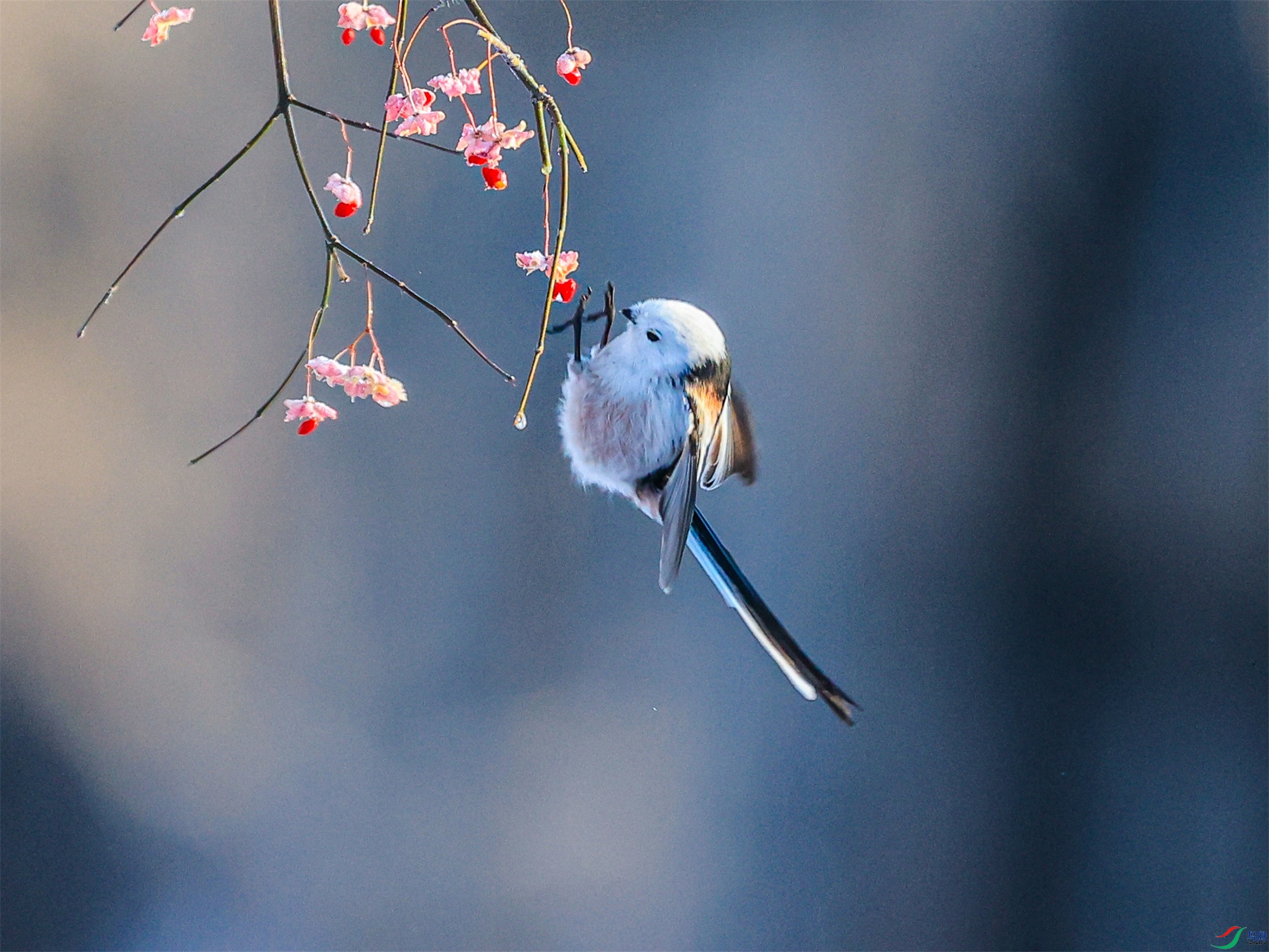 1K3A1926 ����1.jpg