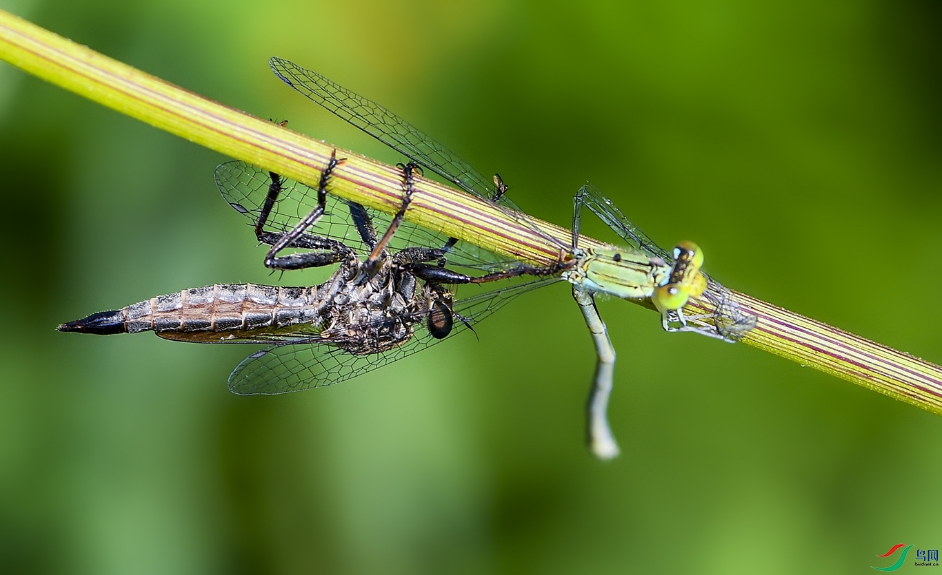 DSC_7687.jpg