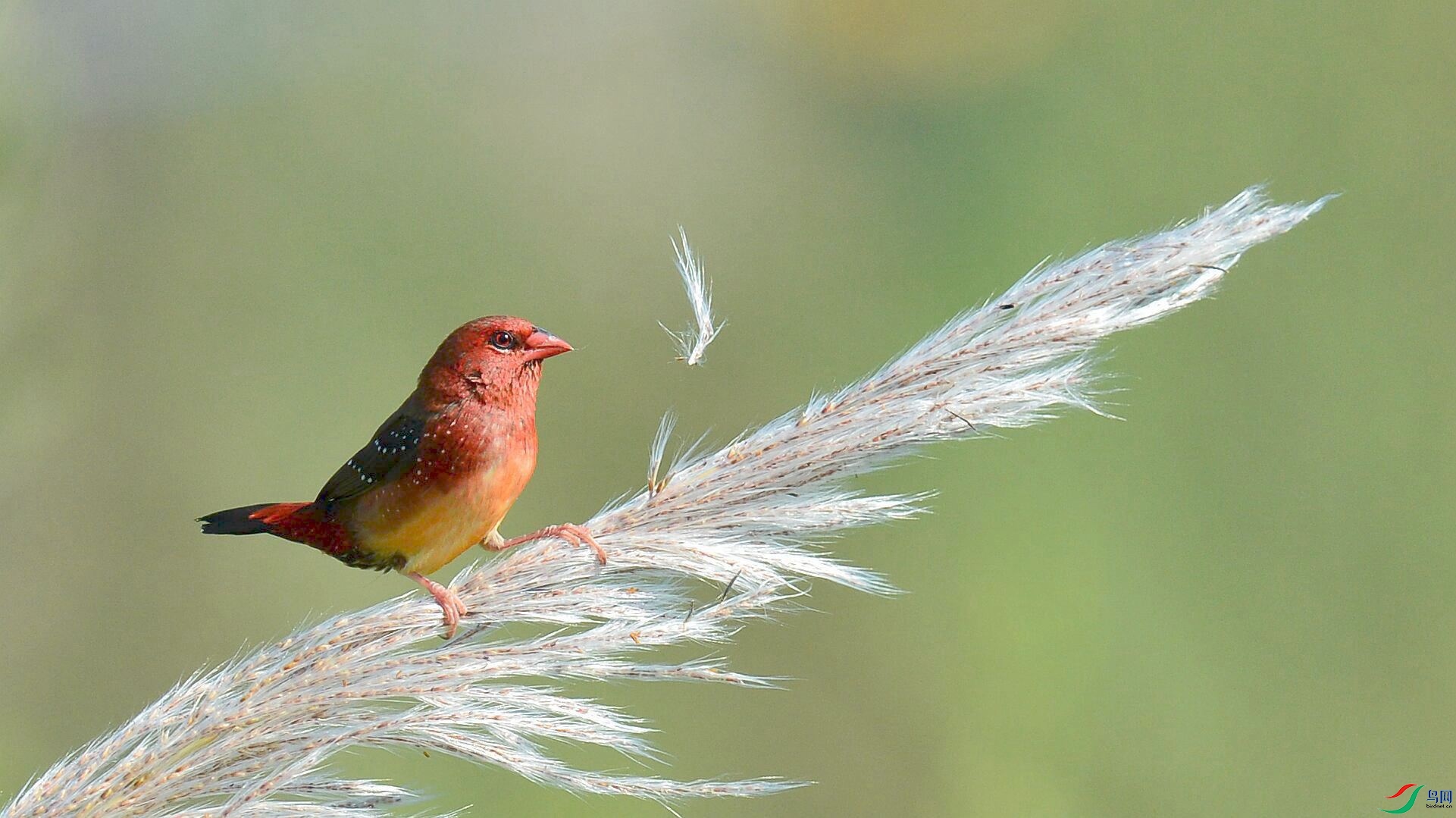 1 980_����.jpg