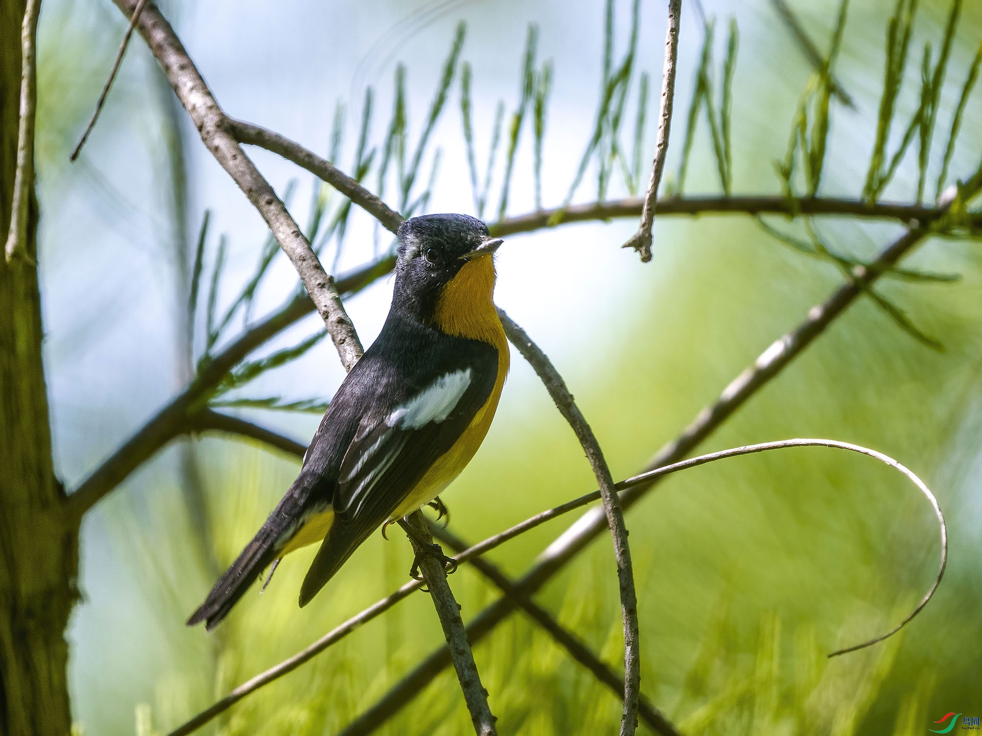 01 PA189333-DeNoiseAI-standard.jpg