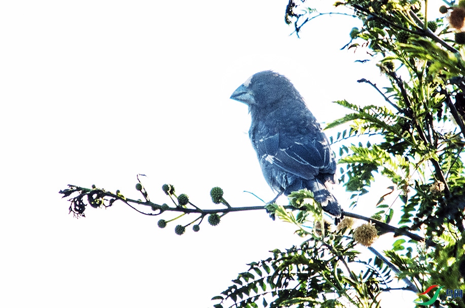 DSC_2145a.jpg