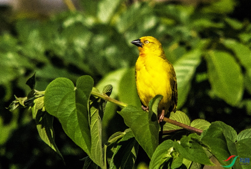 DSC_0477a.jpg
