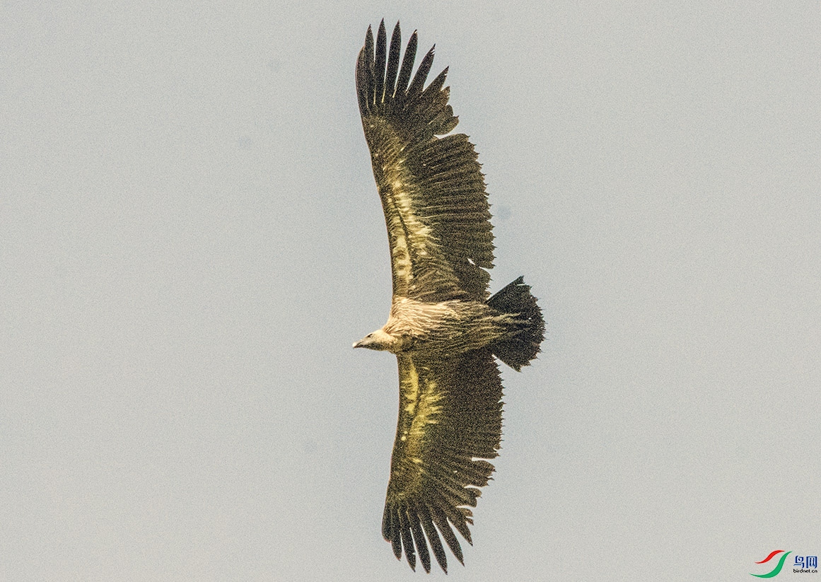 DSC_3345a.jpg
