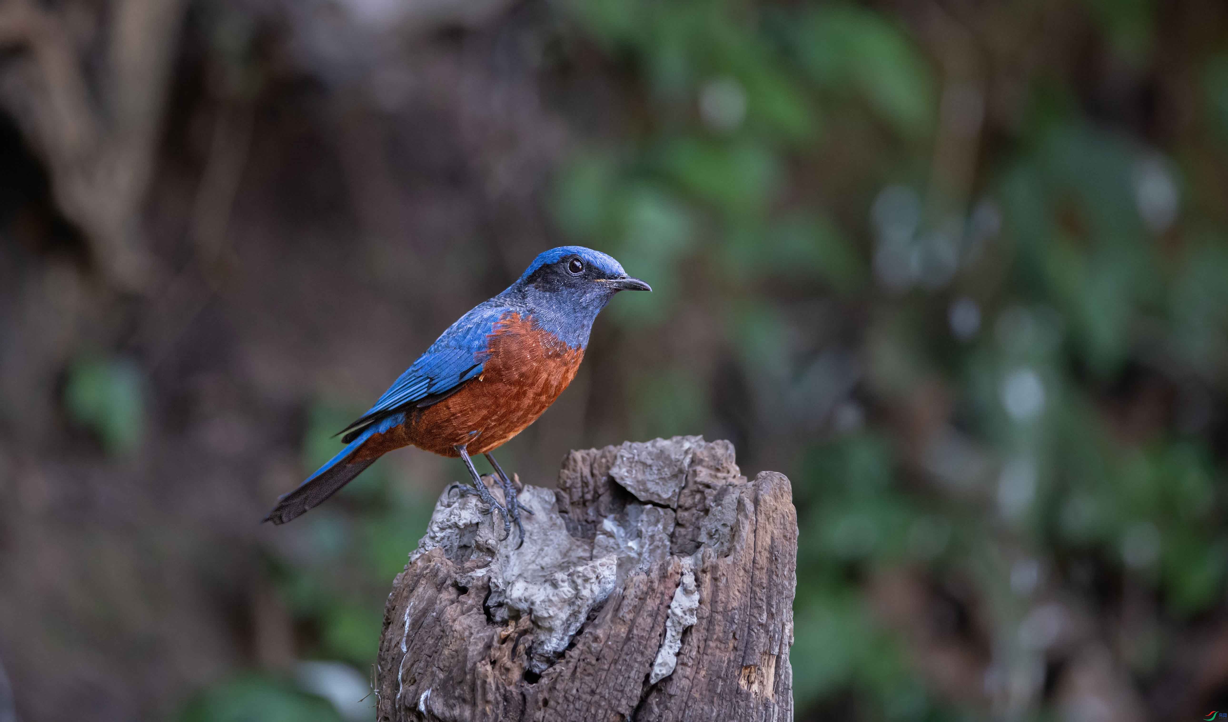 DSC_3375,.jpg