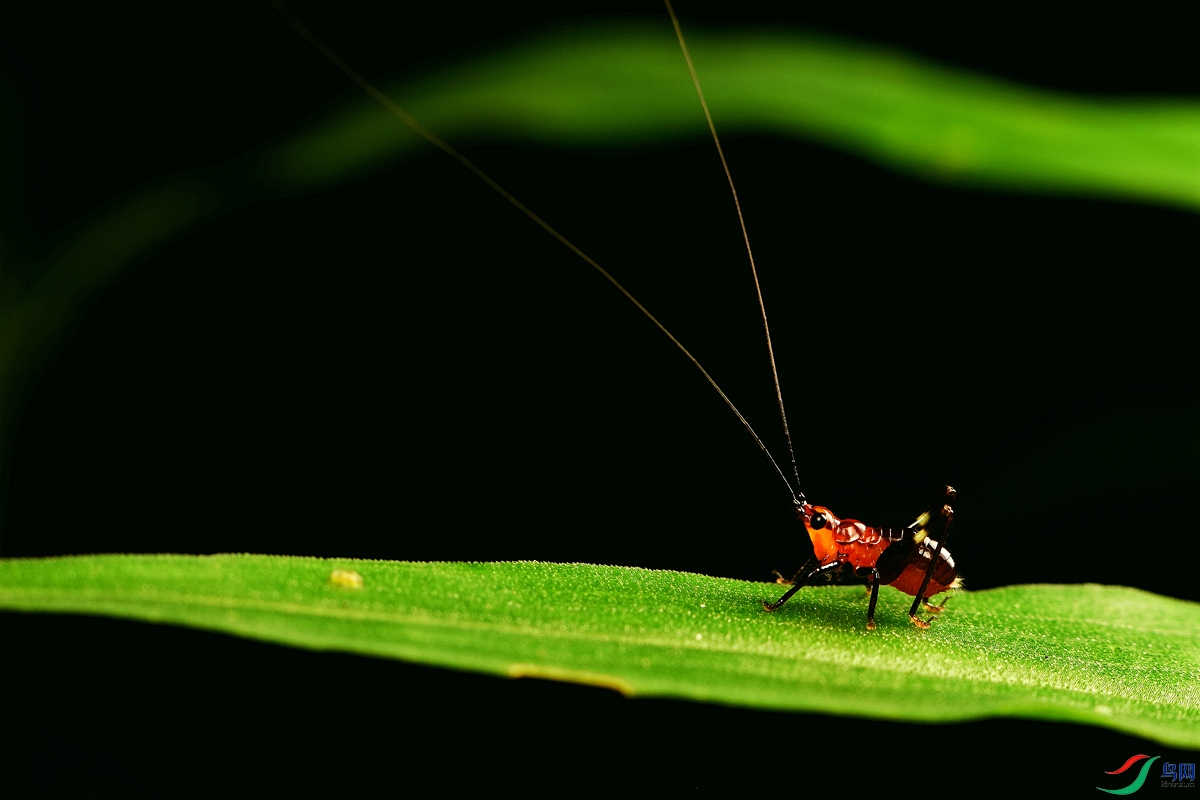 ͼƬ11 �˹����NW.jpg