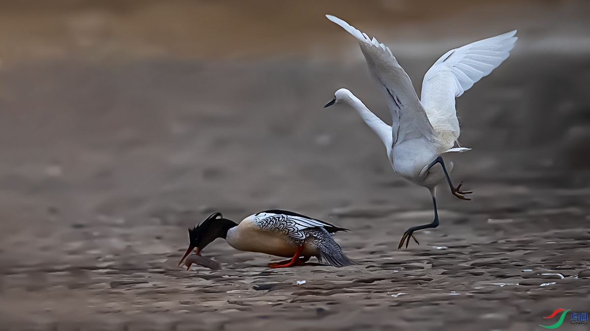 �л���ɳѼ�Ͱ���