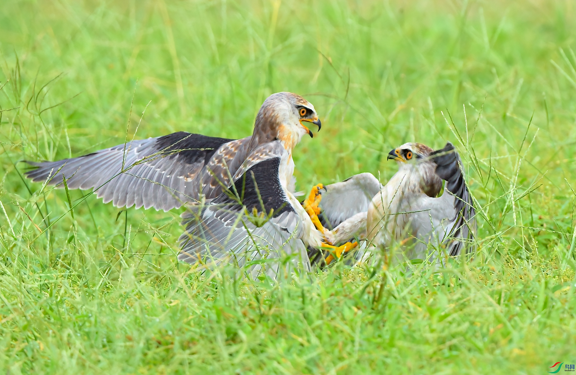 DSC_4920x.jpg
