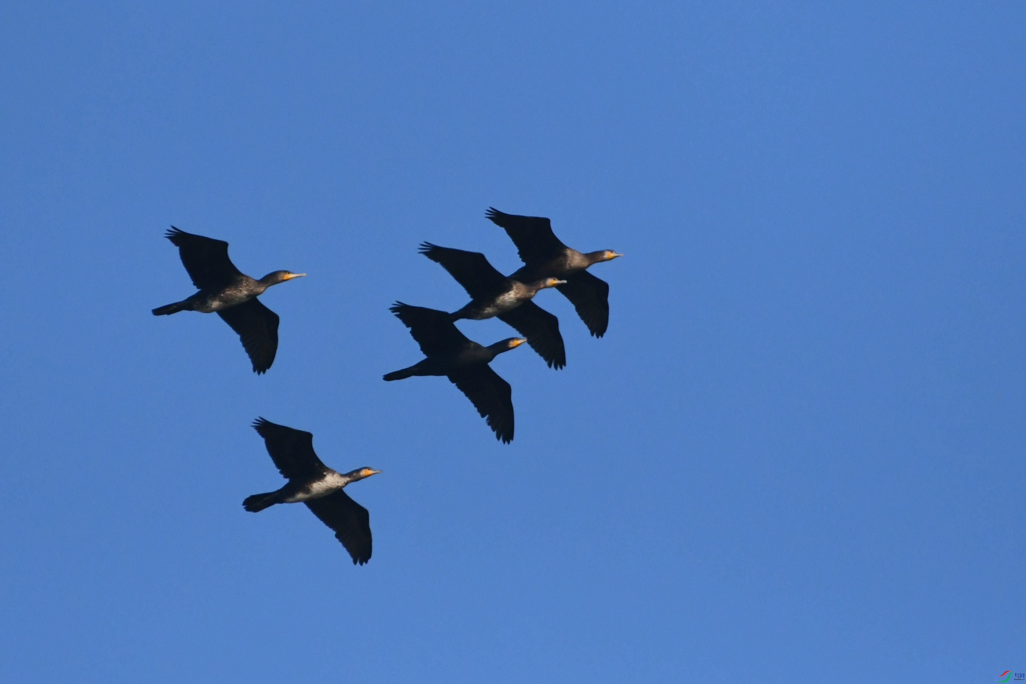 DSC_7235.JPG