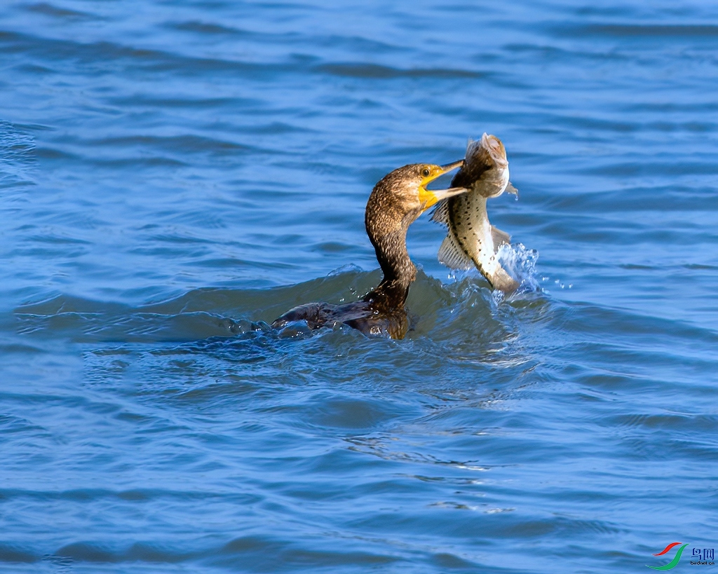 DSC_3011 ���� -denoise-denoise.jpg