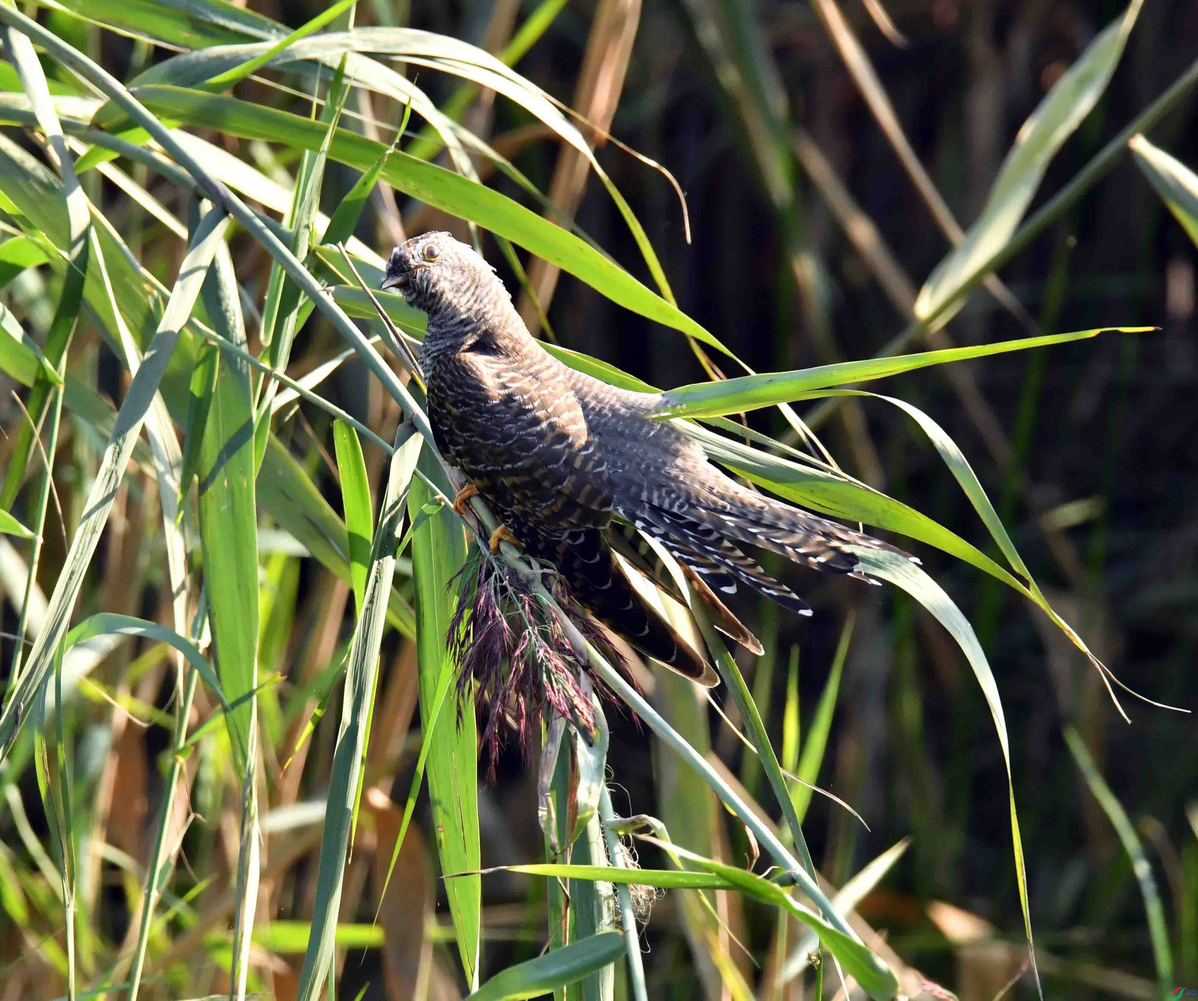 DSC_3065.JPG
