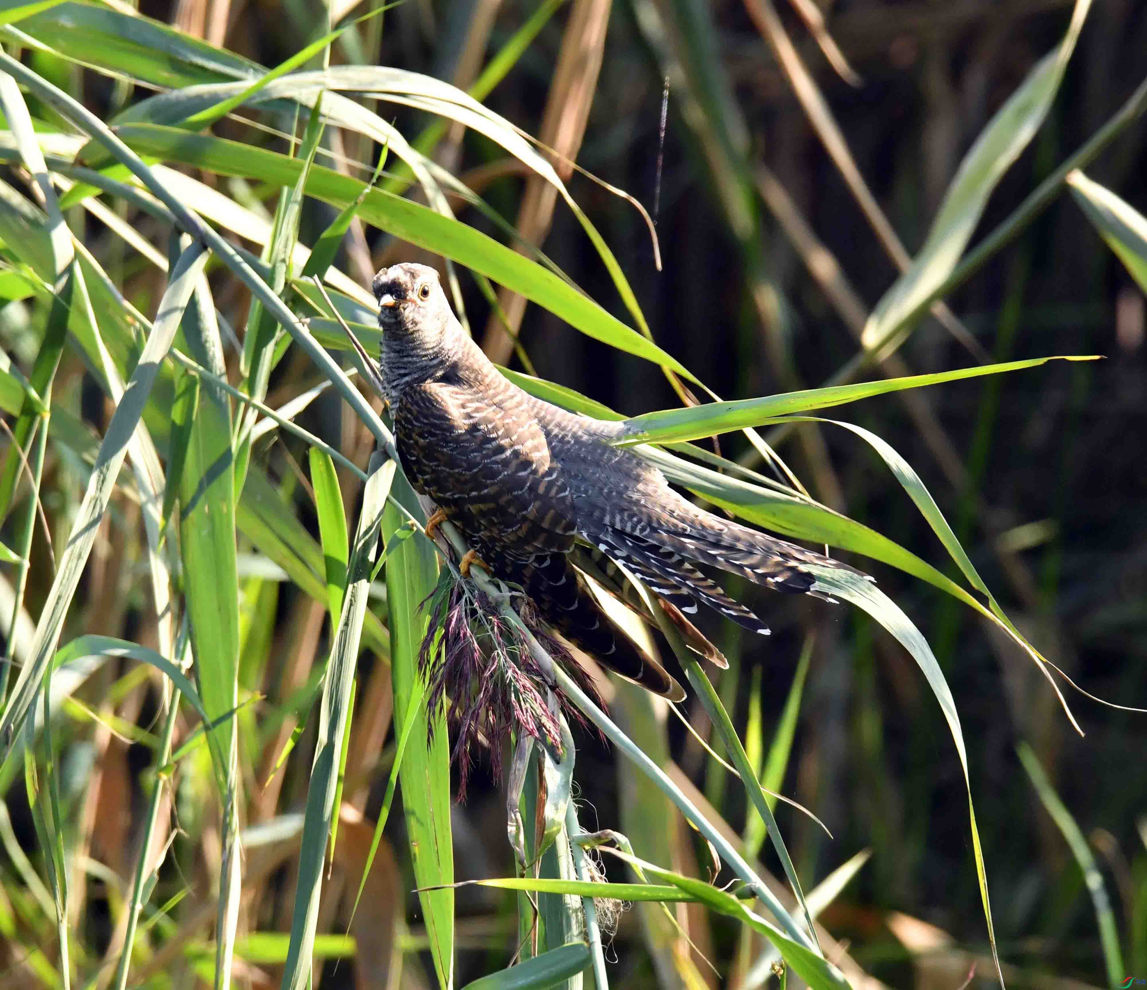 DSC_3067.JPG
