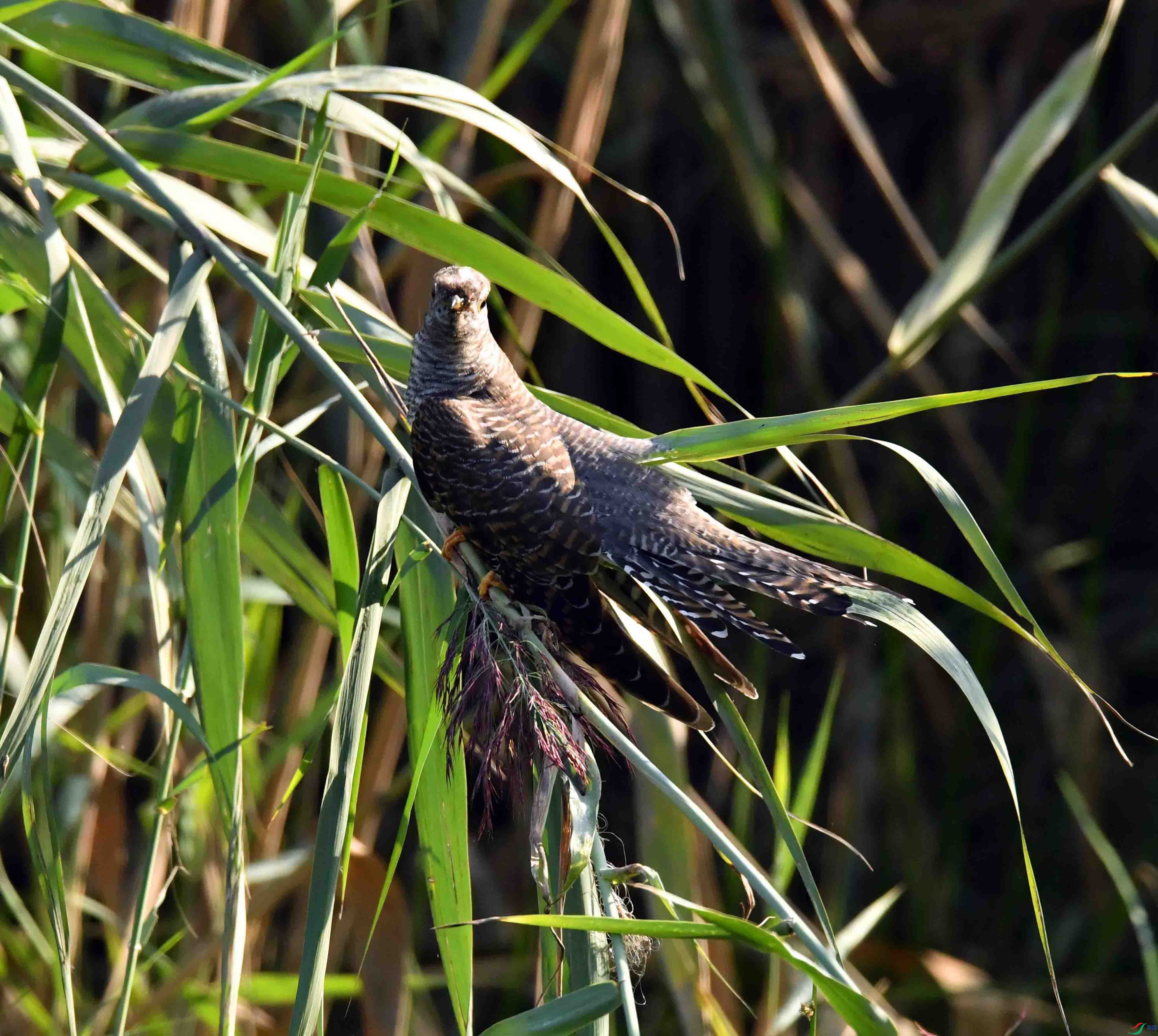 DSC_3068.JPG