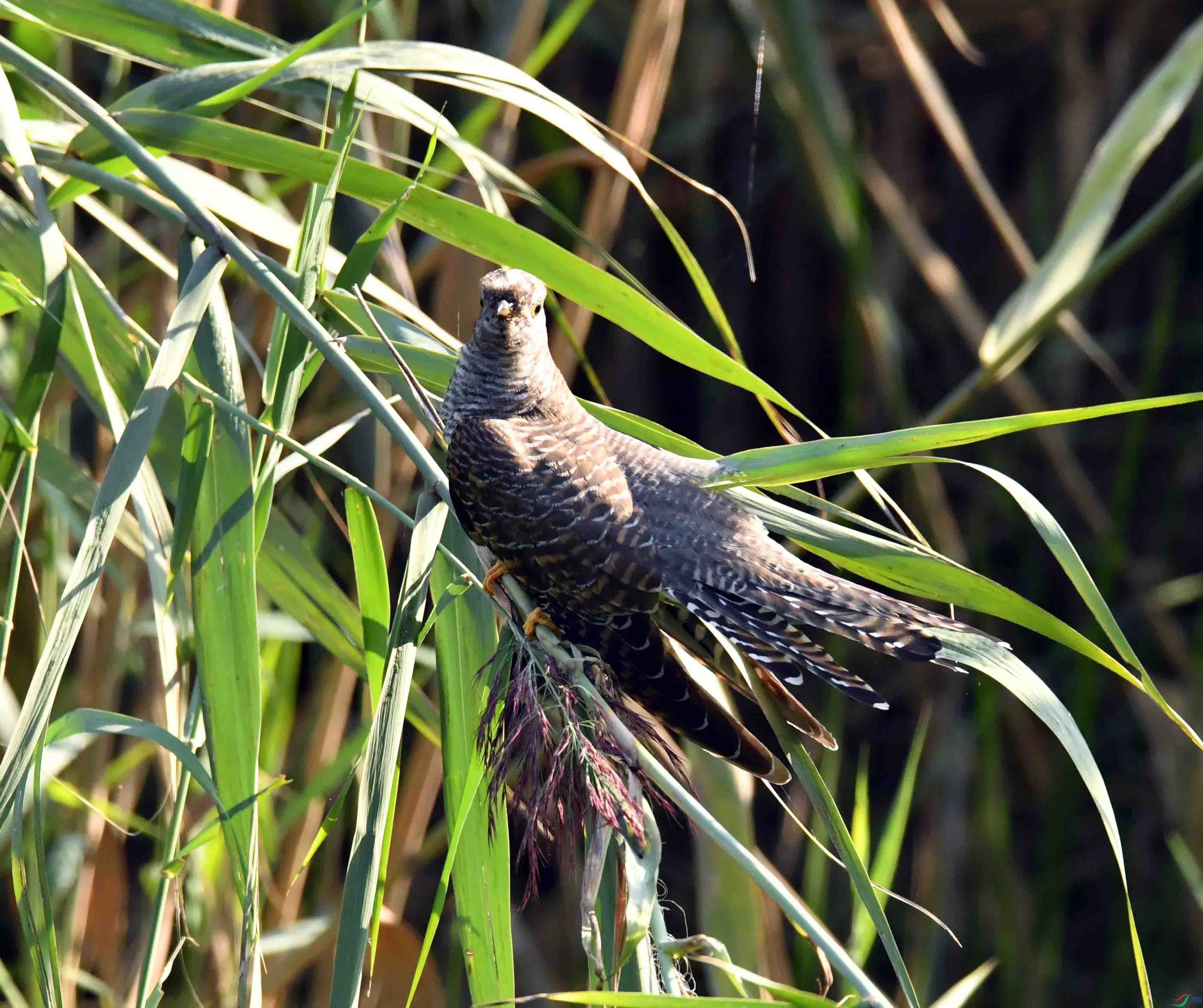 DSC_3073.JPG