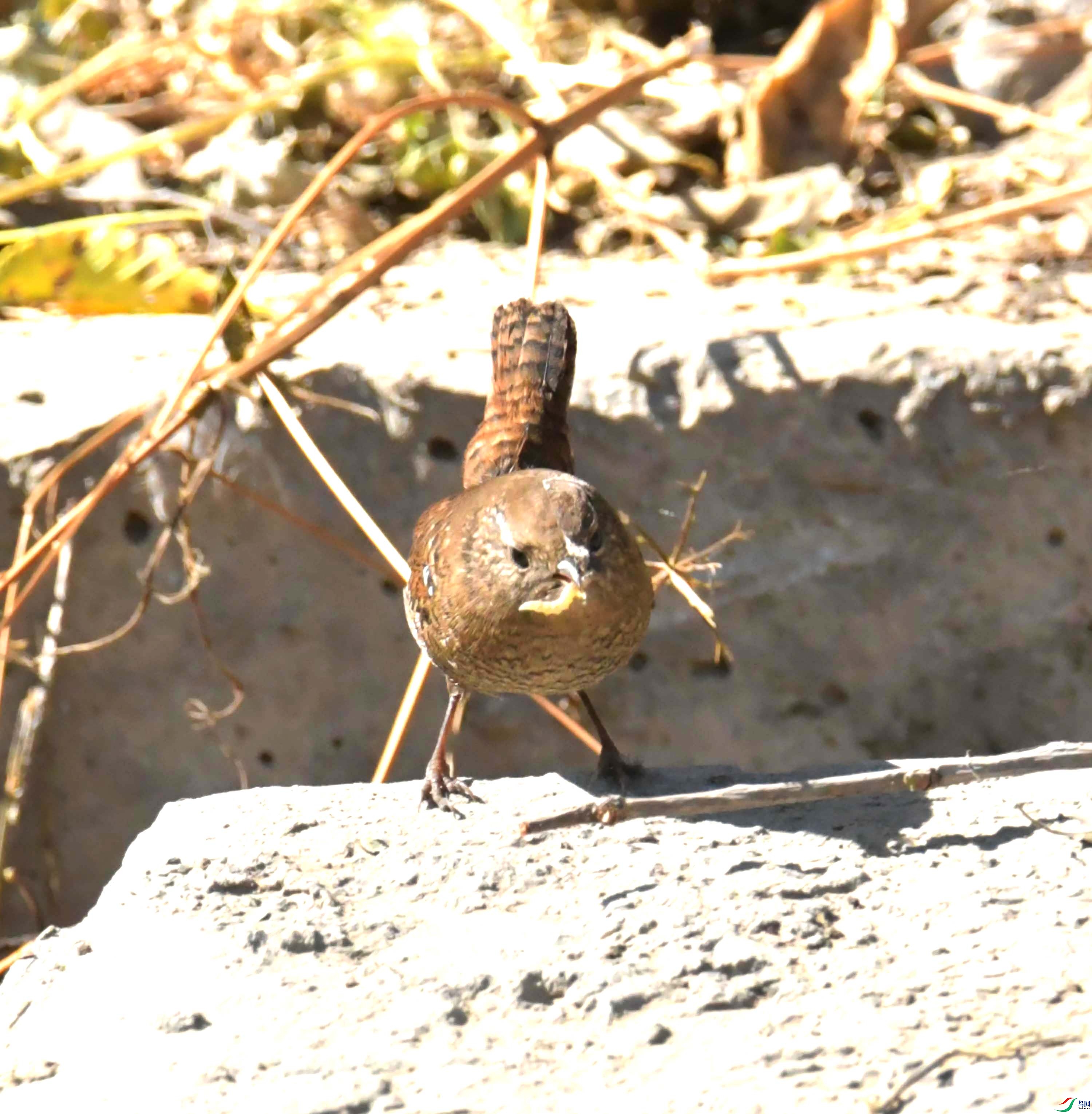 DSC_9553.JPG