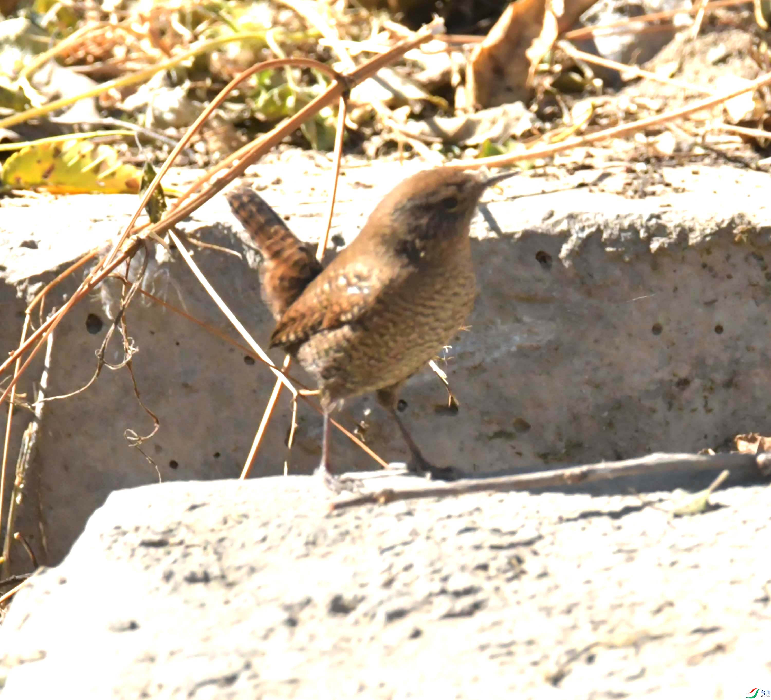 DSC_9559.JPG