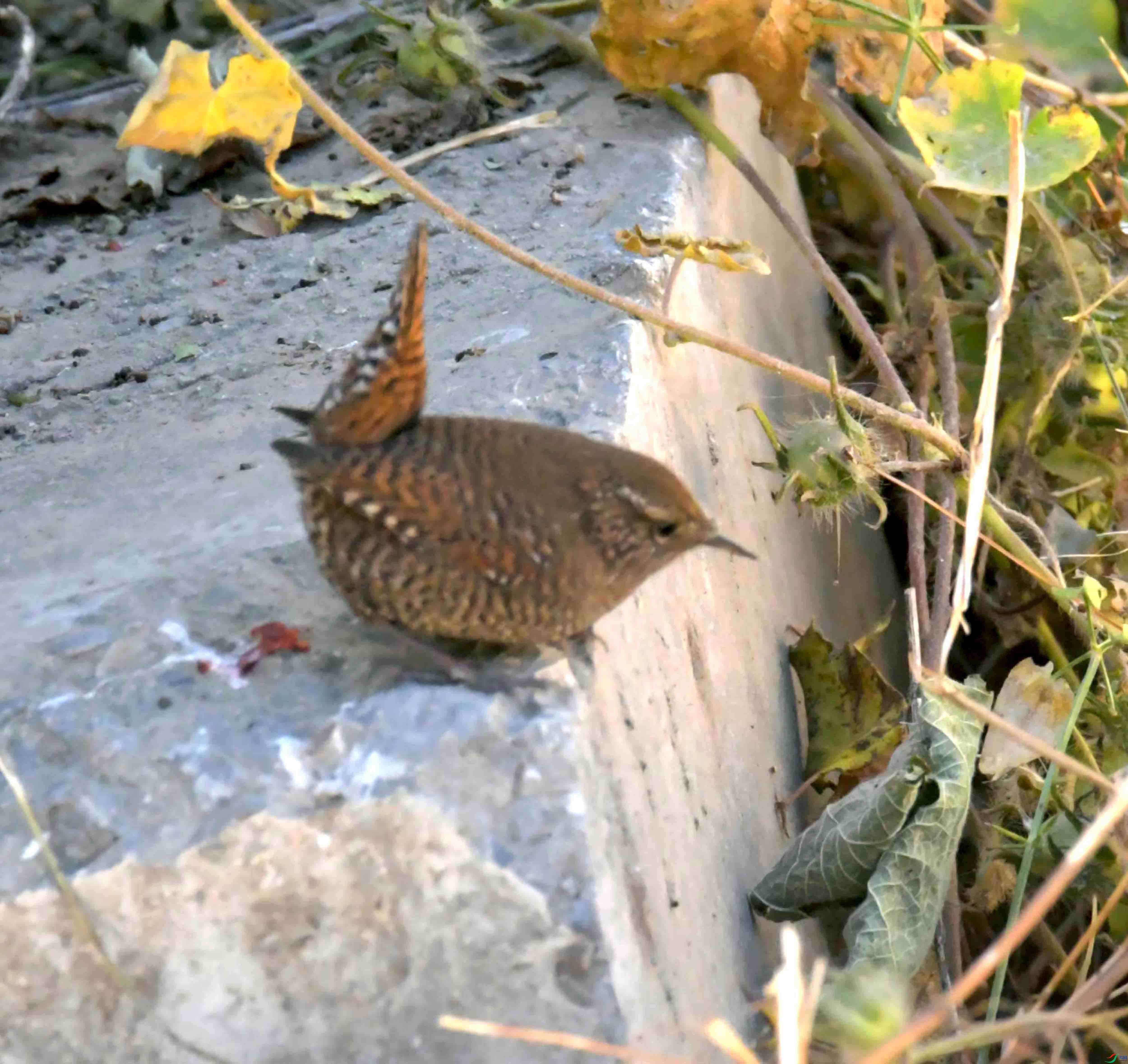 DSC_9606.JPG