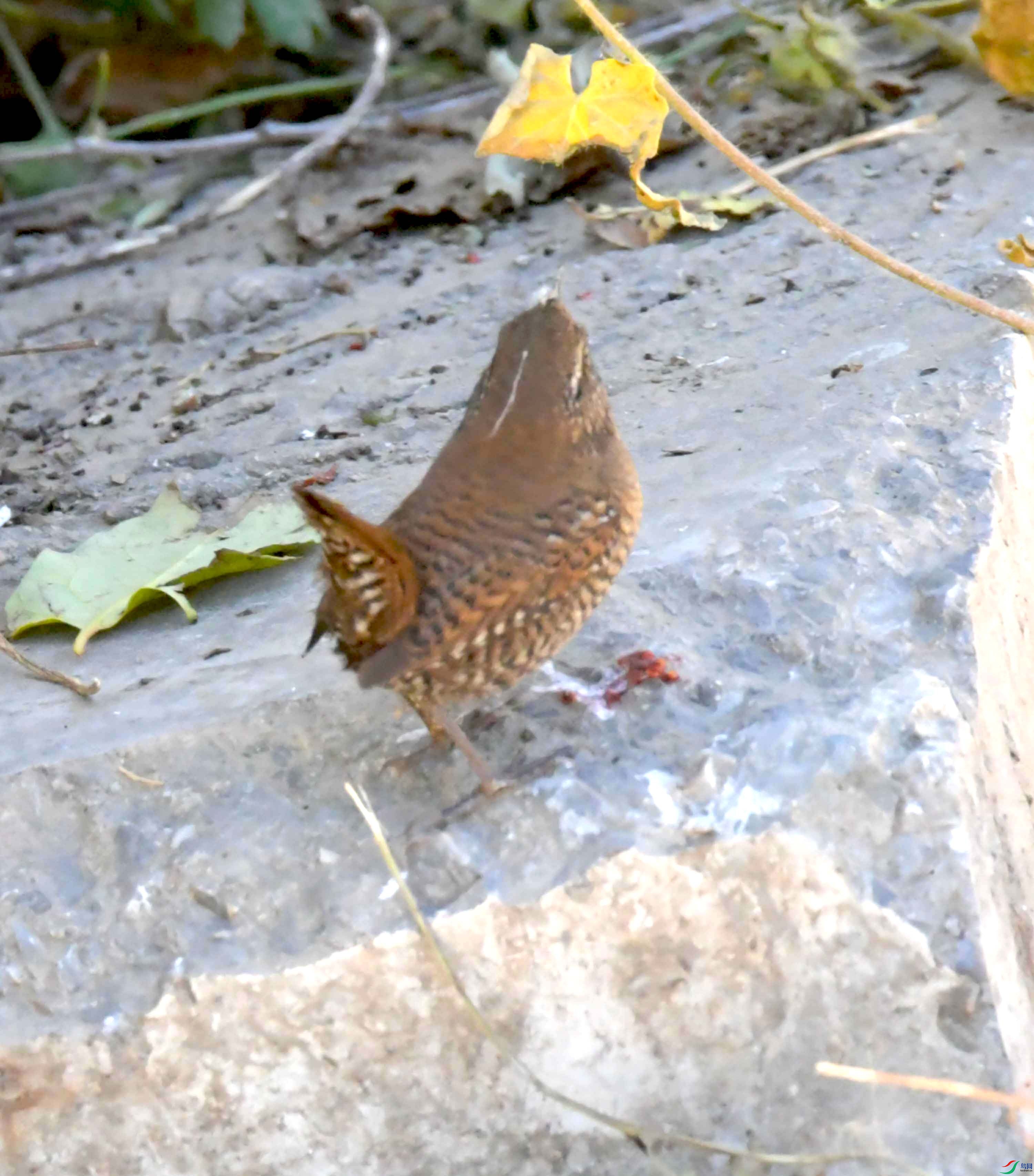 DSC_9604.JPG