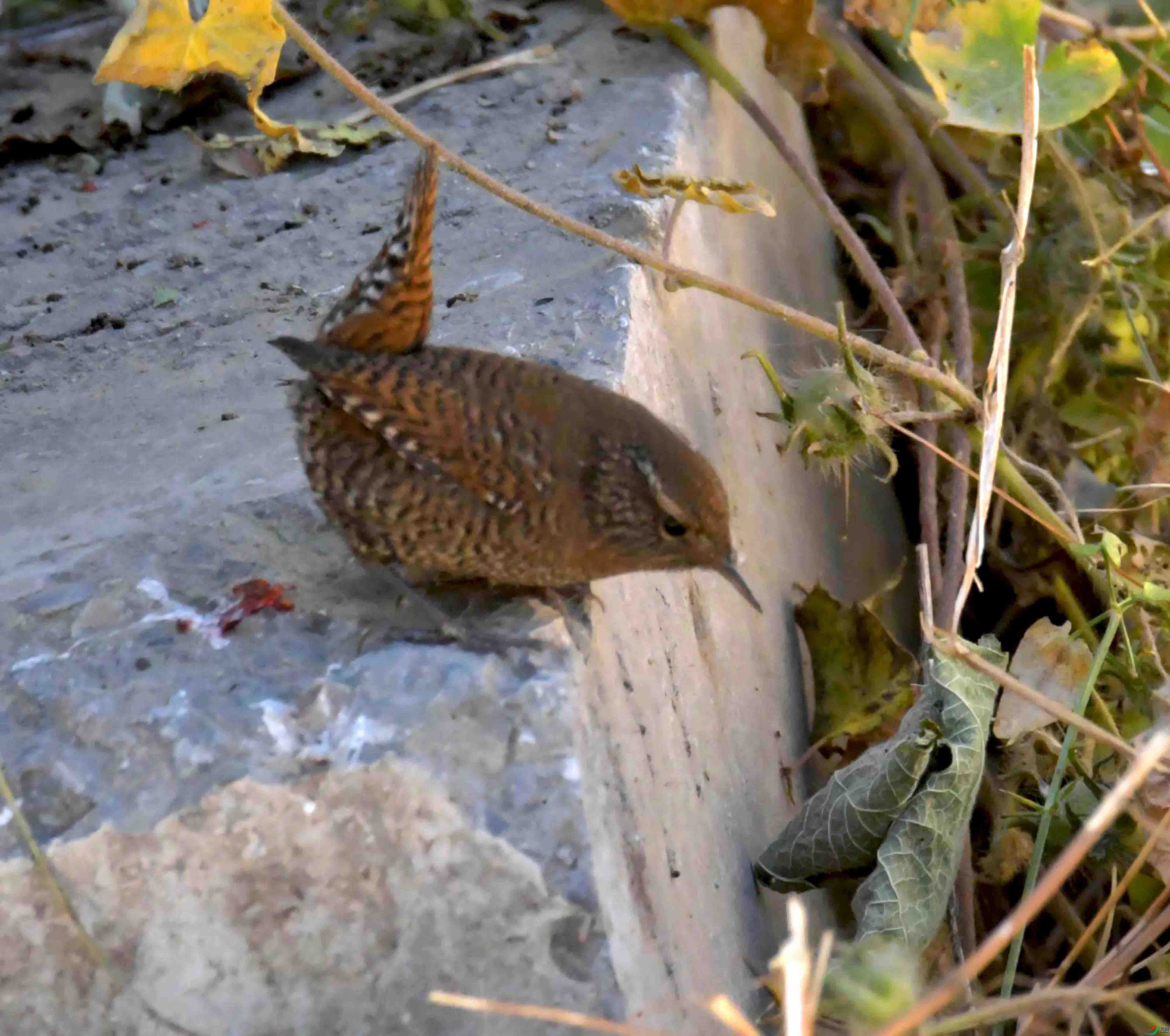 DSC_9607.JPG