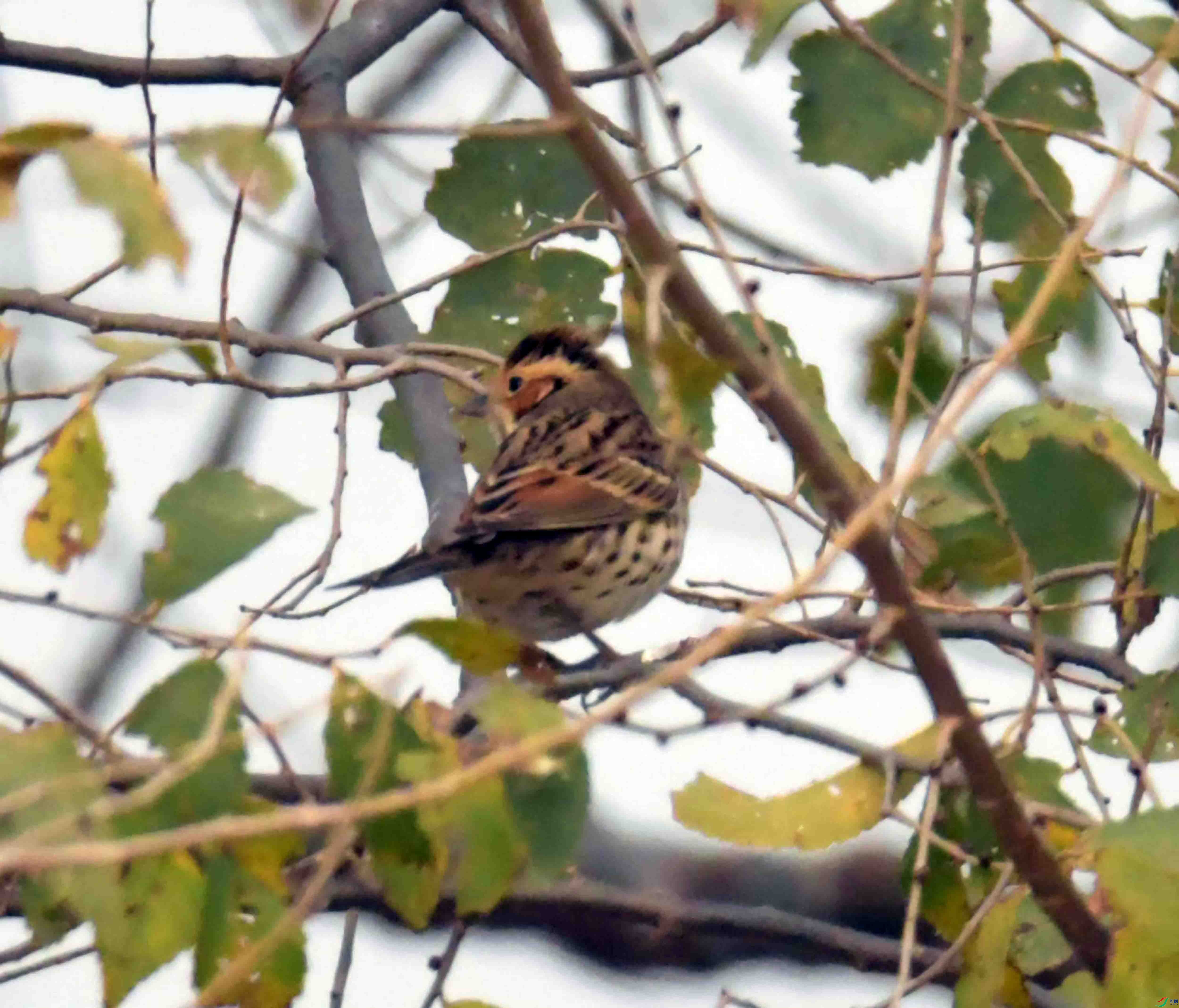 DSC_3546.JPG