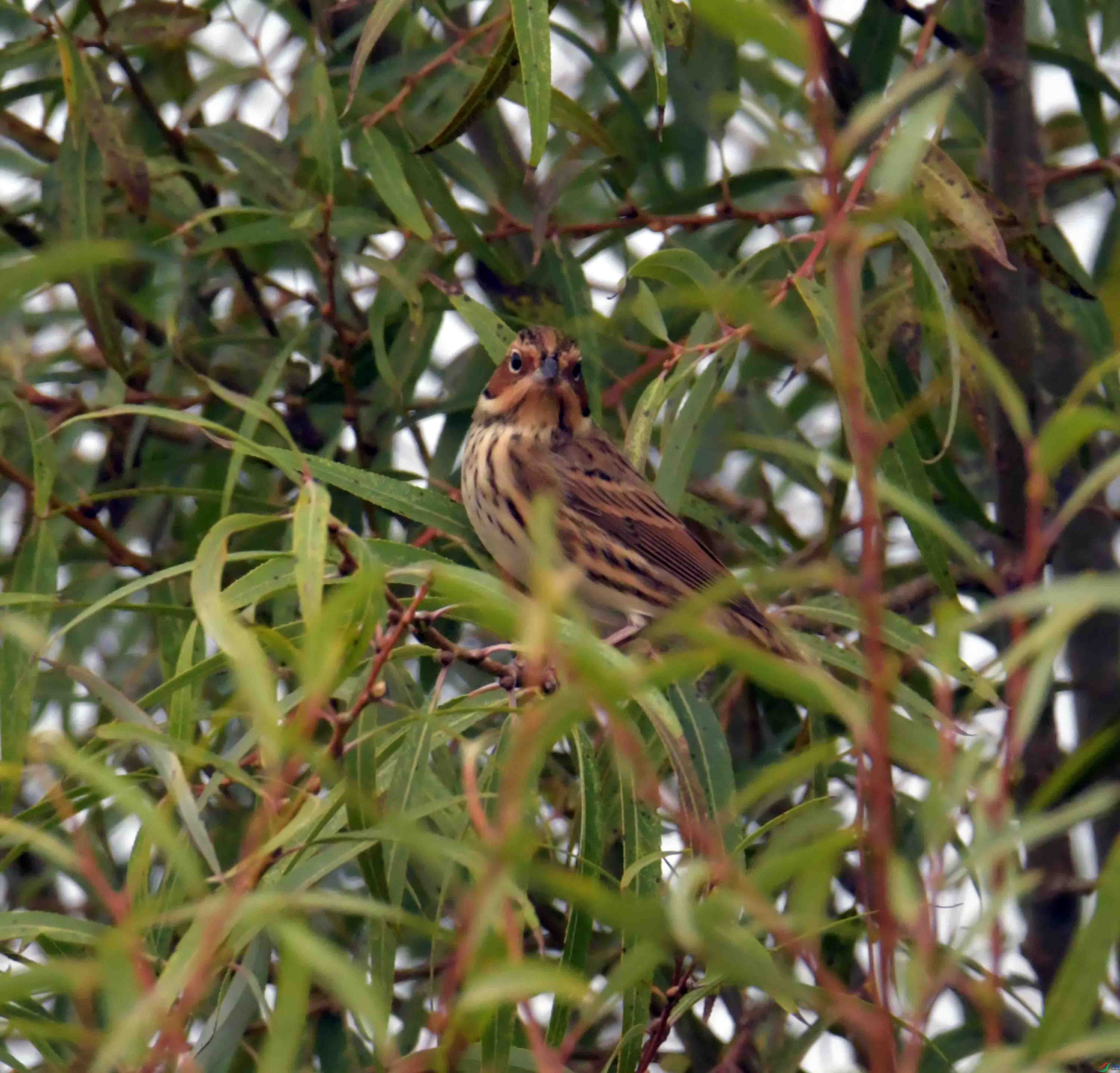 DSC_3620.JPG
