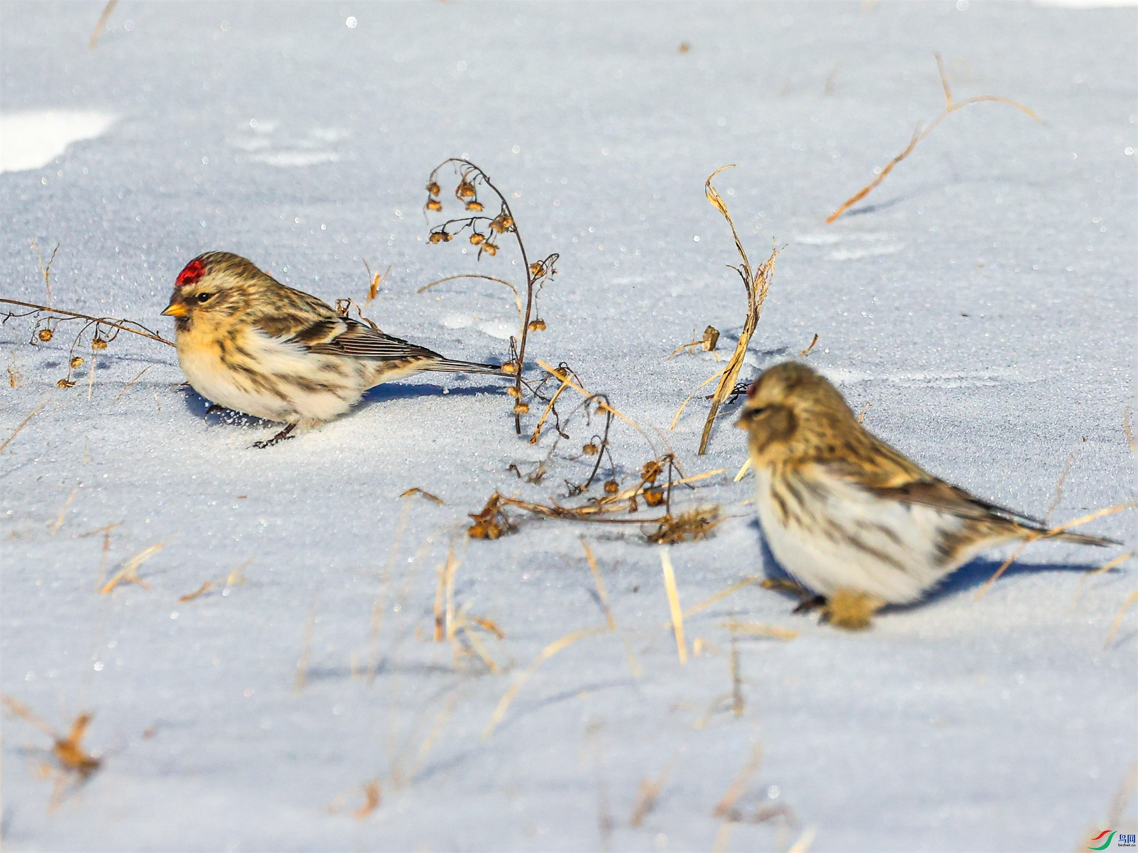 1K3A3409 ���� 1.jpg