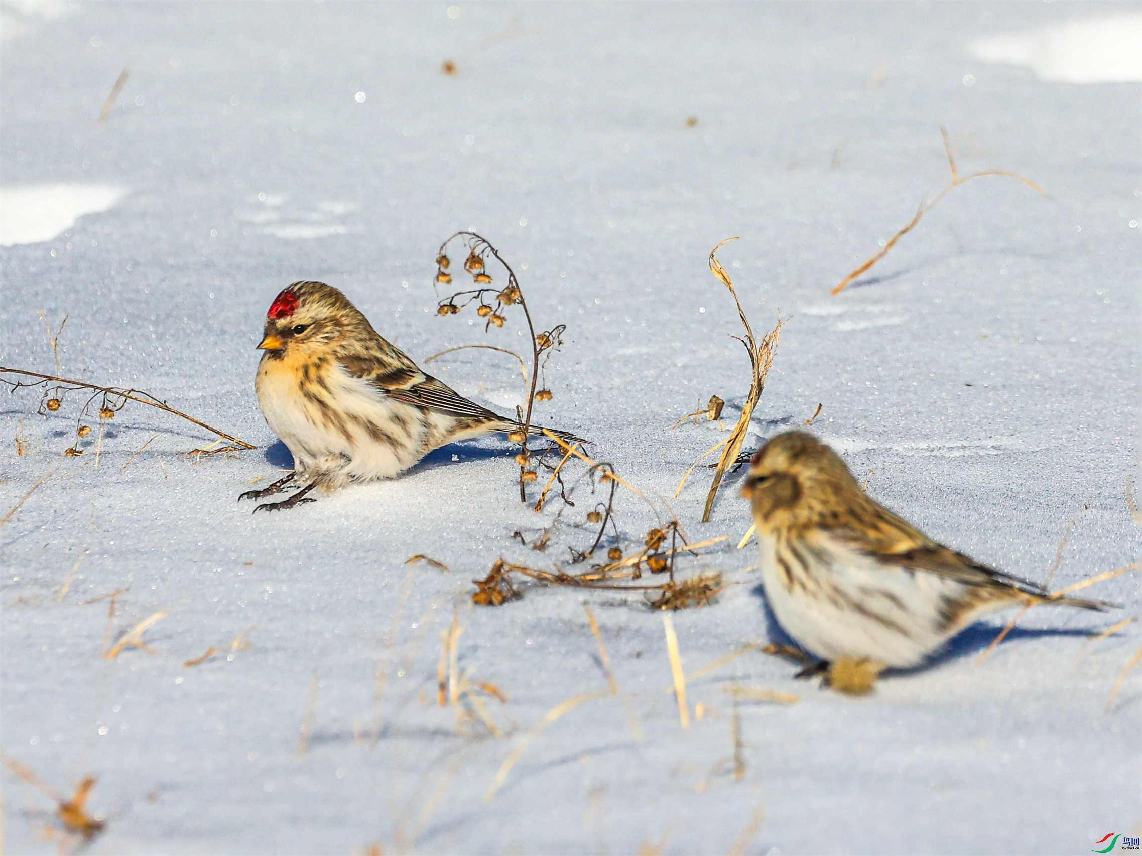 1K3A3408 ���� 1.jpg