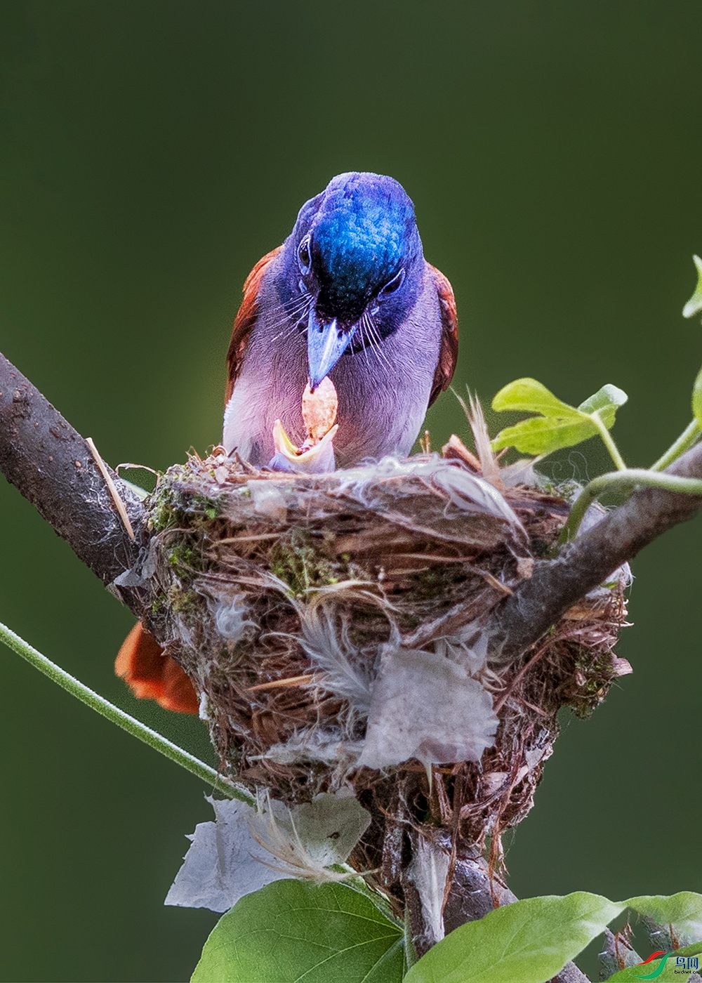 �ٴ�----��������