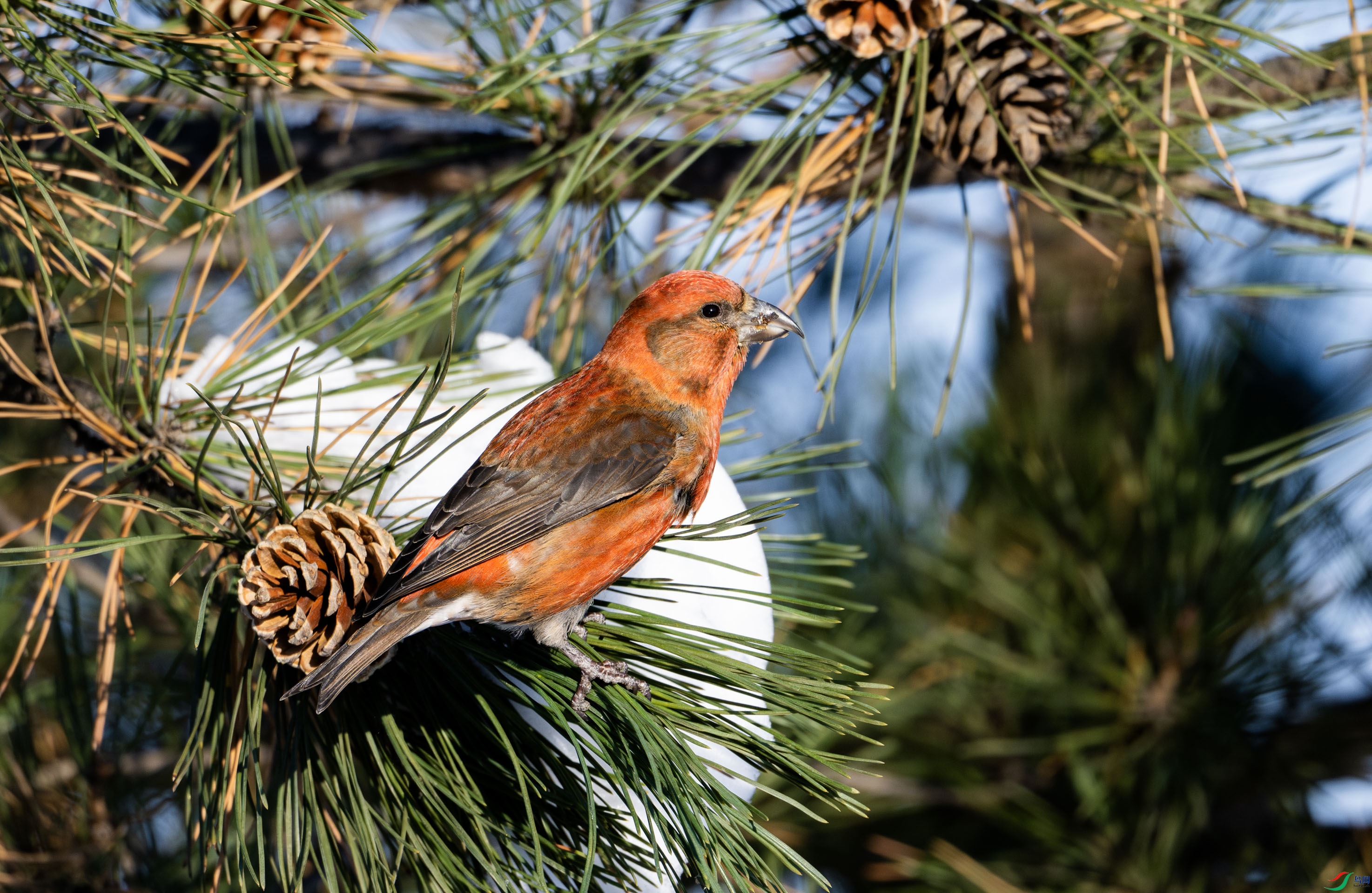 �츹����ȸ