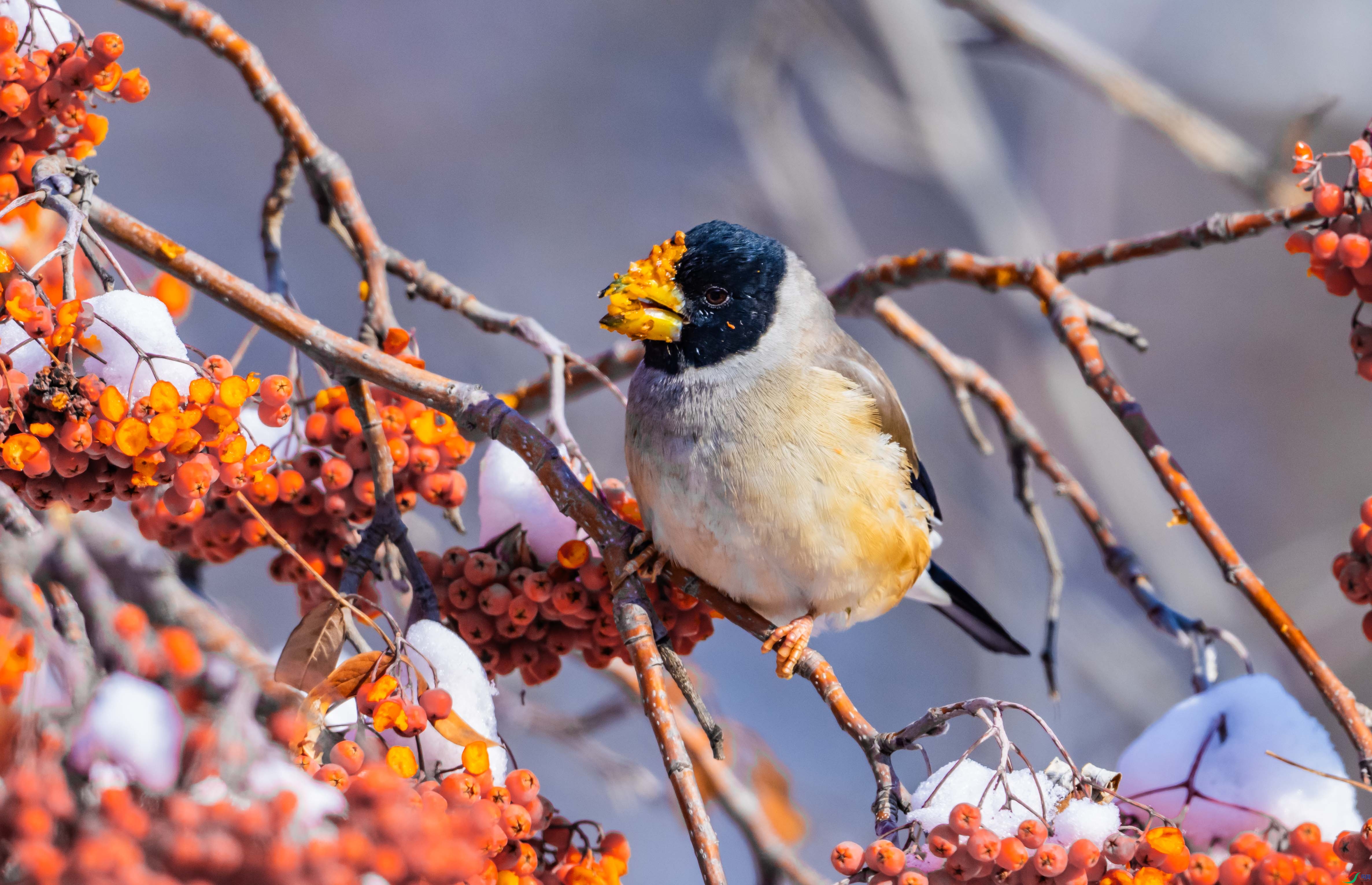 ��β����ȸ