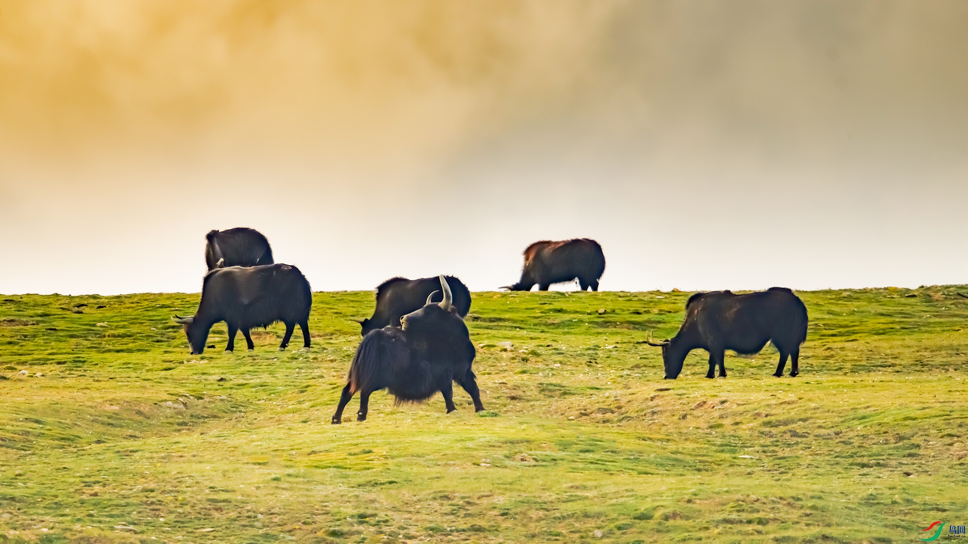 Ұ��ţ (2)_����.jpg