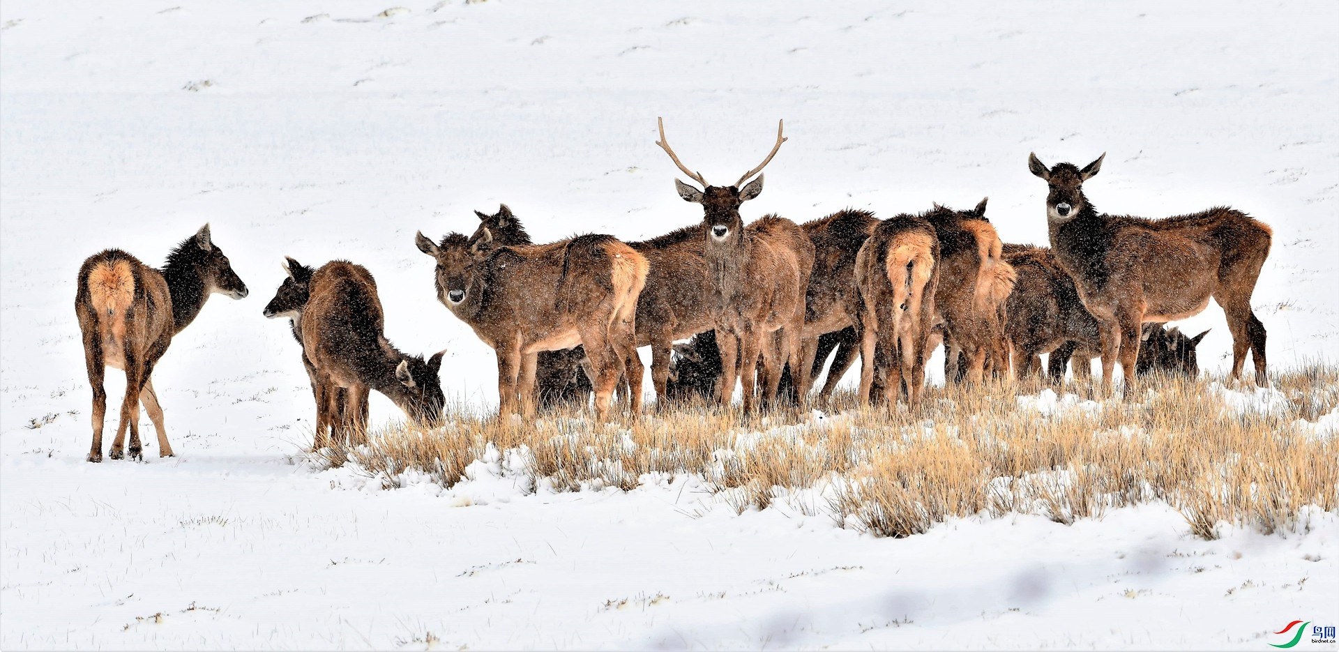 ������԰--�״�¹ ��Ӱ���μ��� 2017��5��31�� ���ڻƺ�Դ��������Ҳ�����ĵ������İ״�¹��Ⱥ��˵���ƺ�Դ����̬�𲽺�ת��_����.jpg