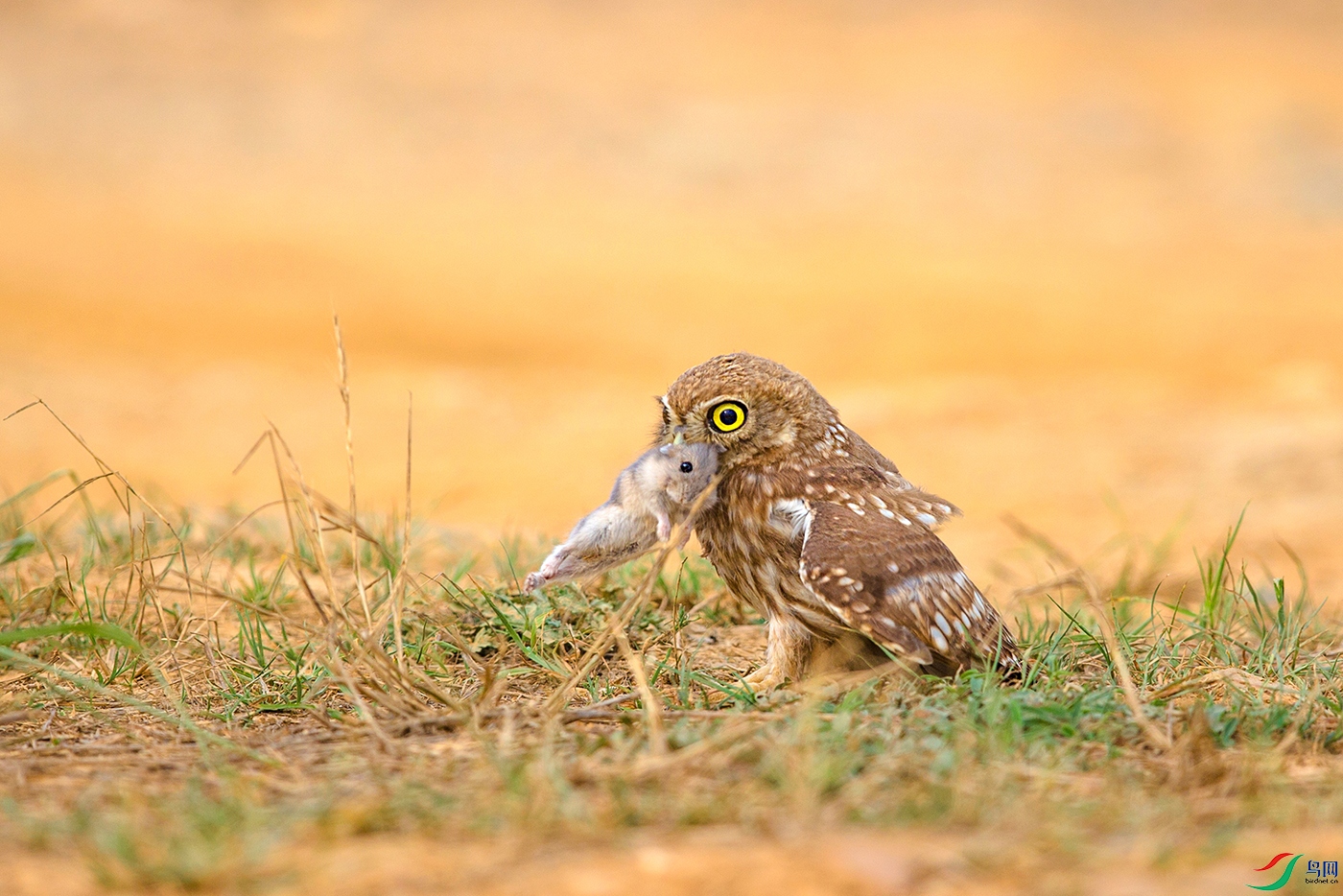 B39Q1234-1.jpg